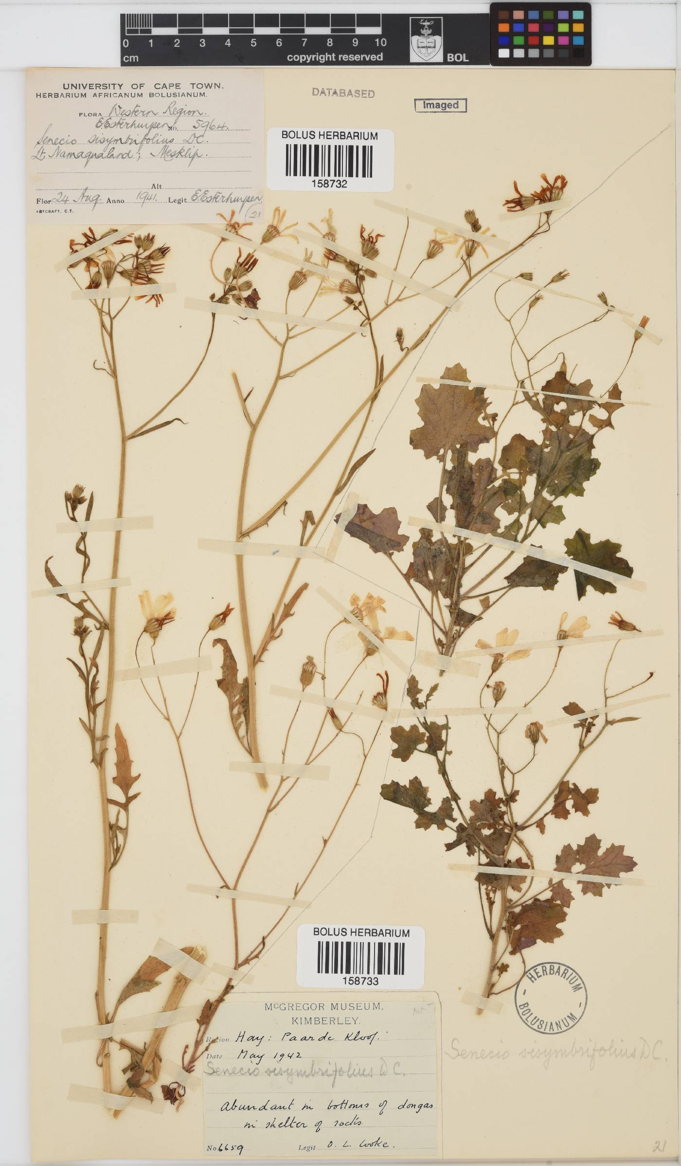 Senecio sisymbriifolius image