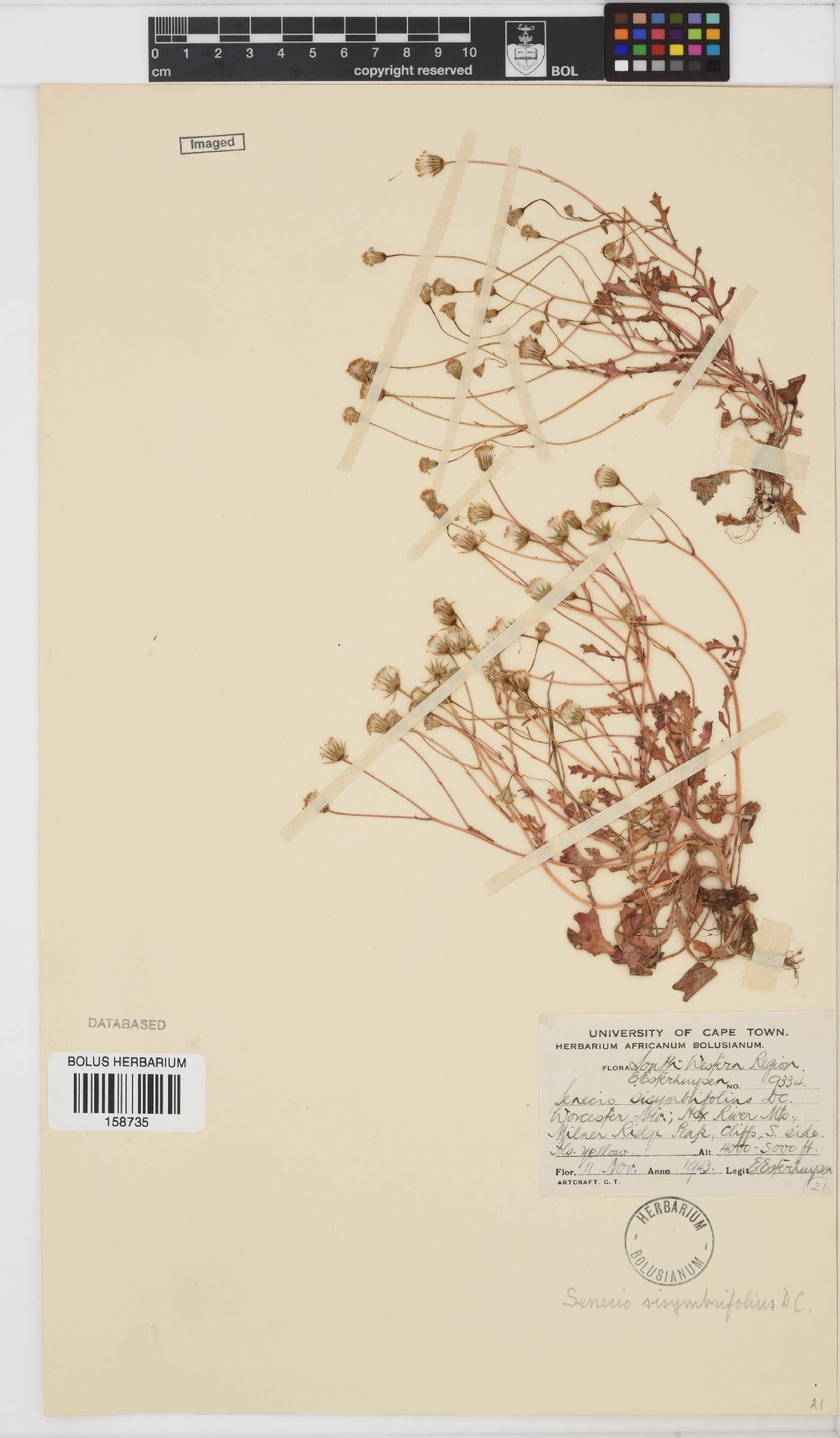 Senecio sisymbriifolius image