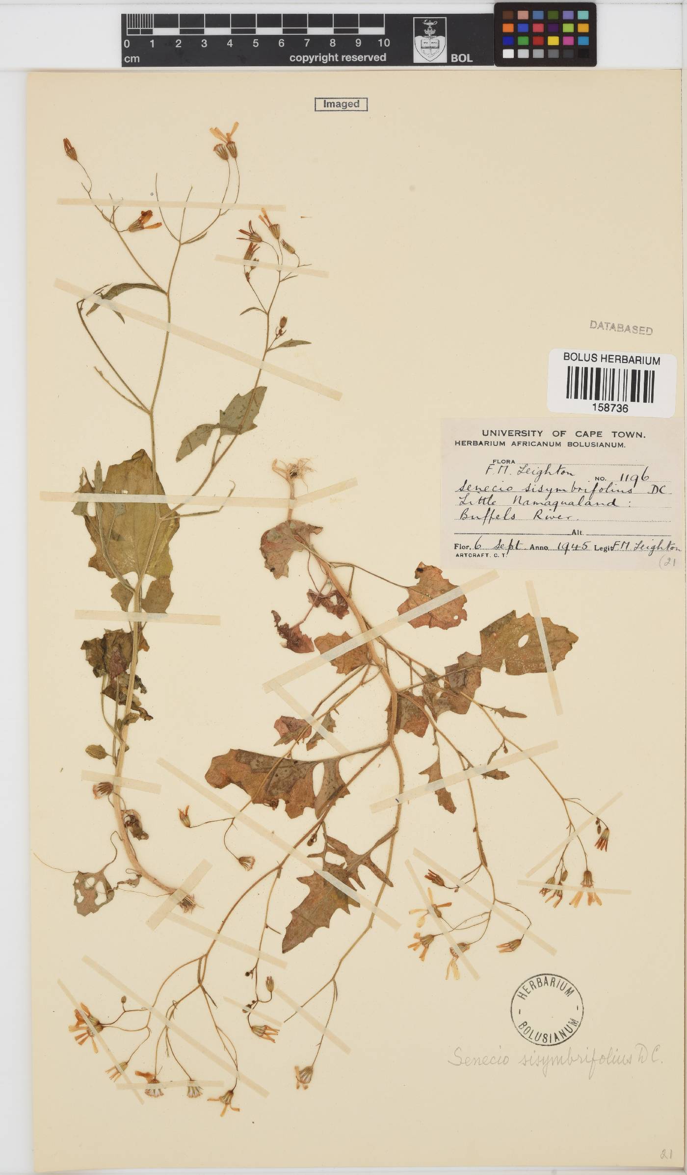 Senecio sisymbriifolius image