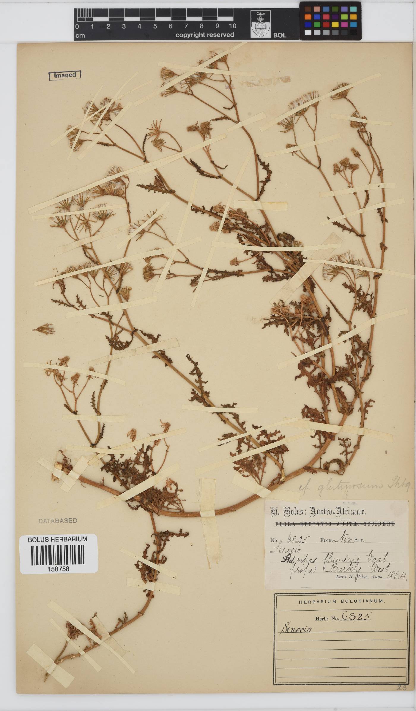 Senecio glutinosus image