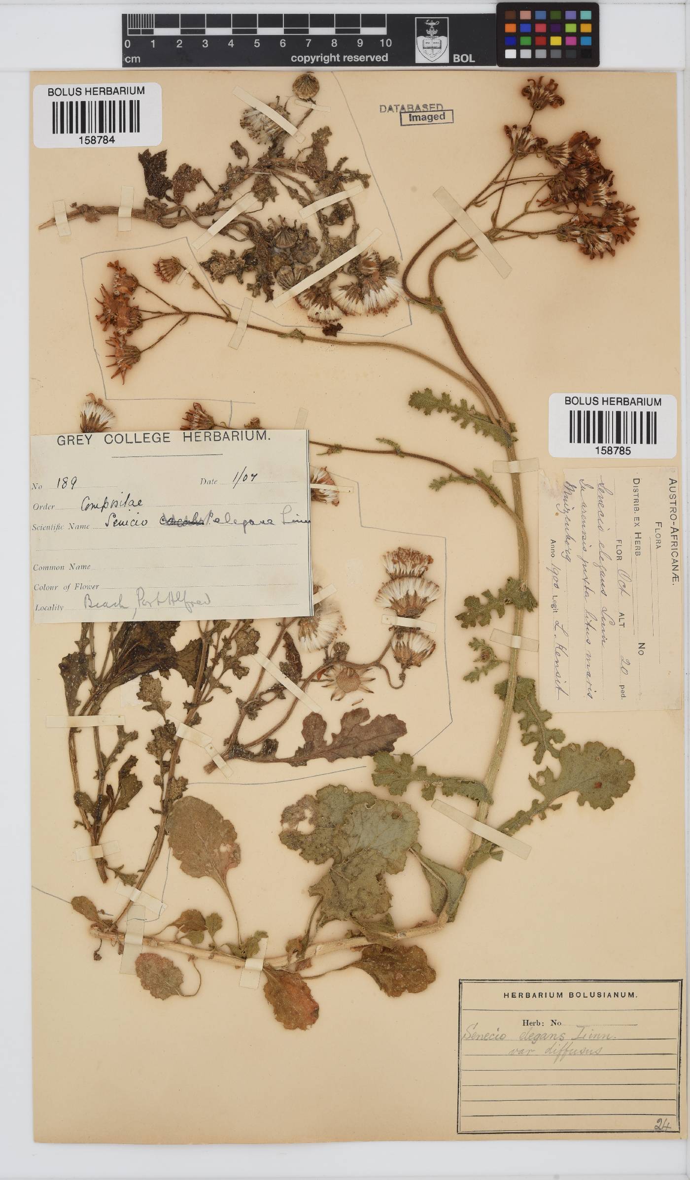 Senecio elegans image