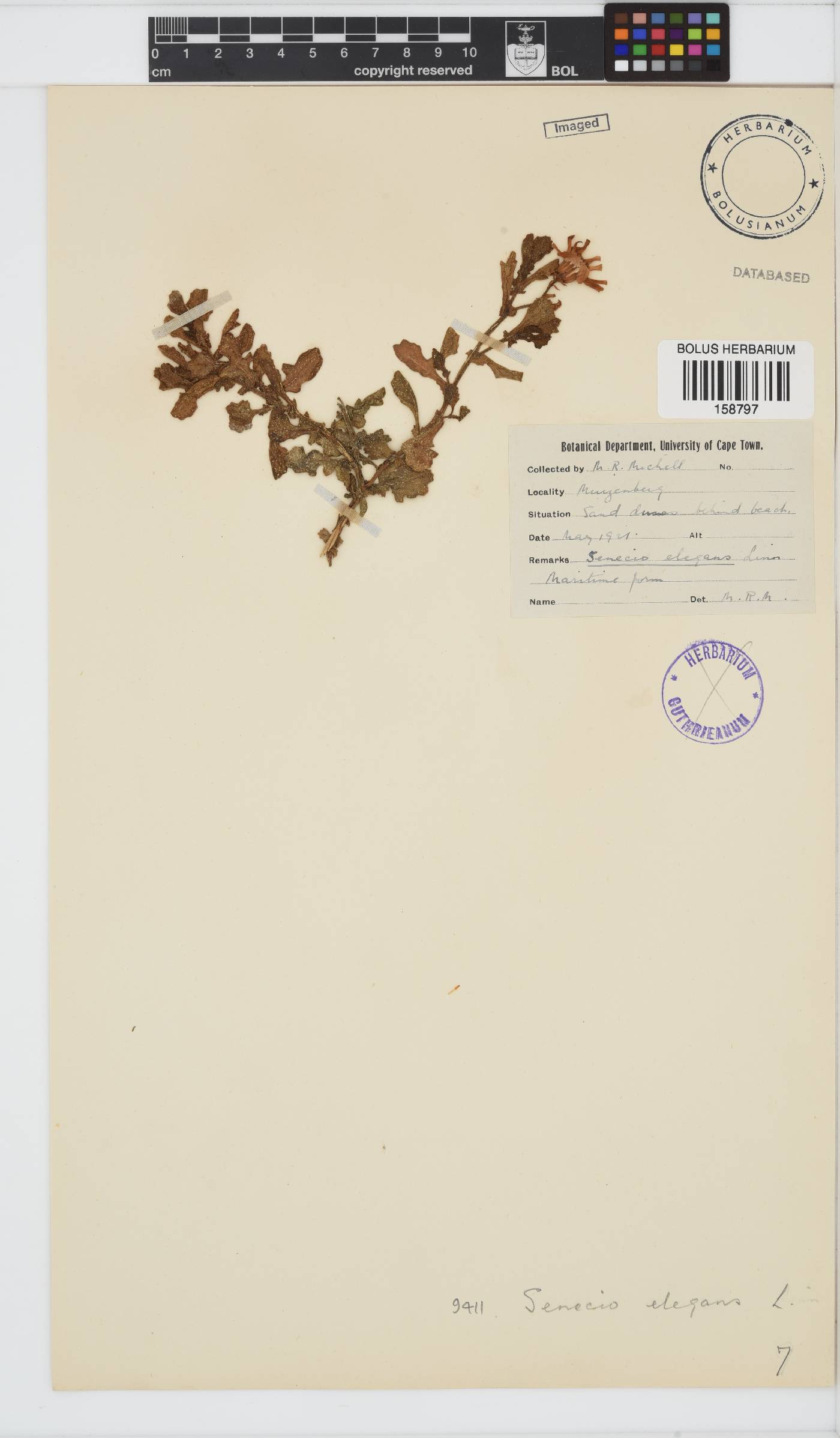 Senecio elegans image