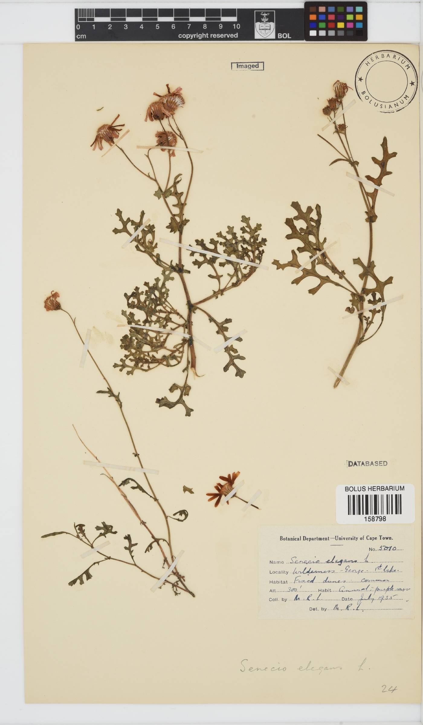 Senecio elegans image