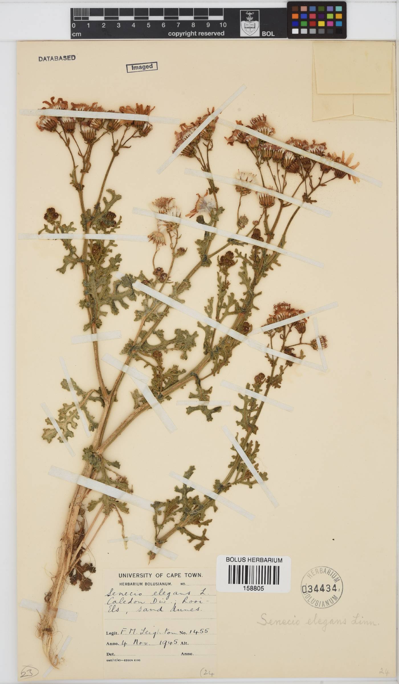 Senecio elegans image