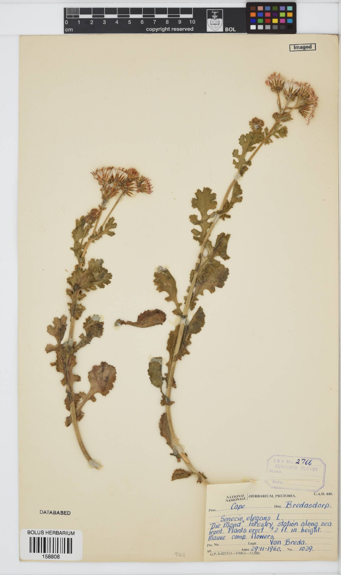 Senecio elegans image
