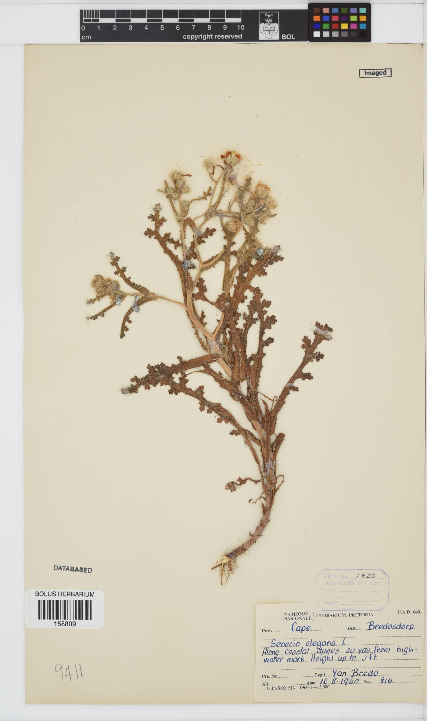 Senecio elegans image