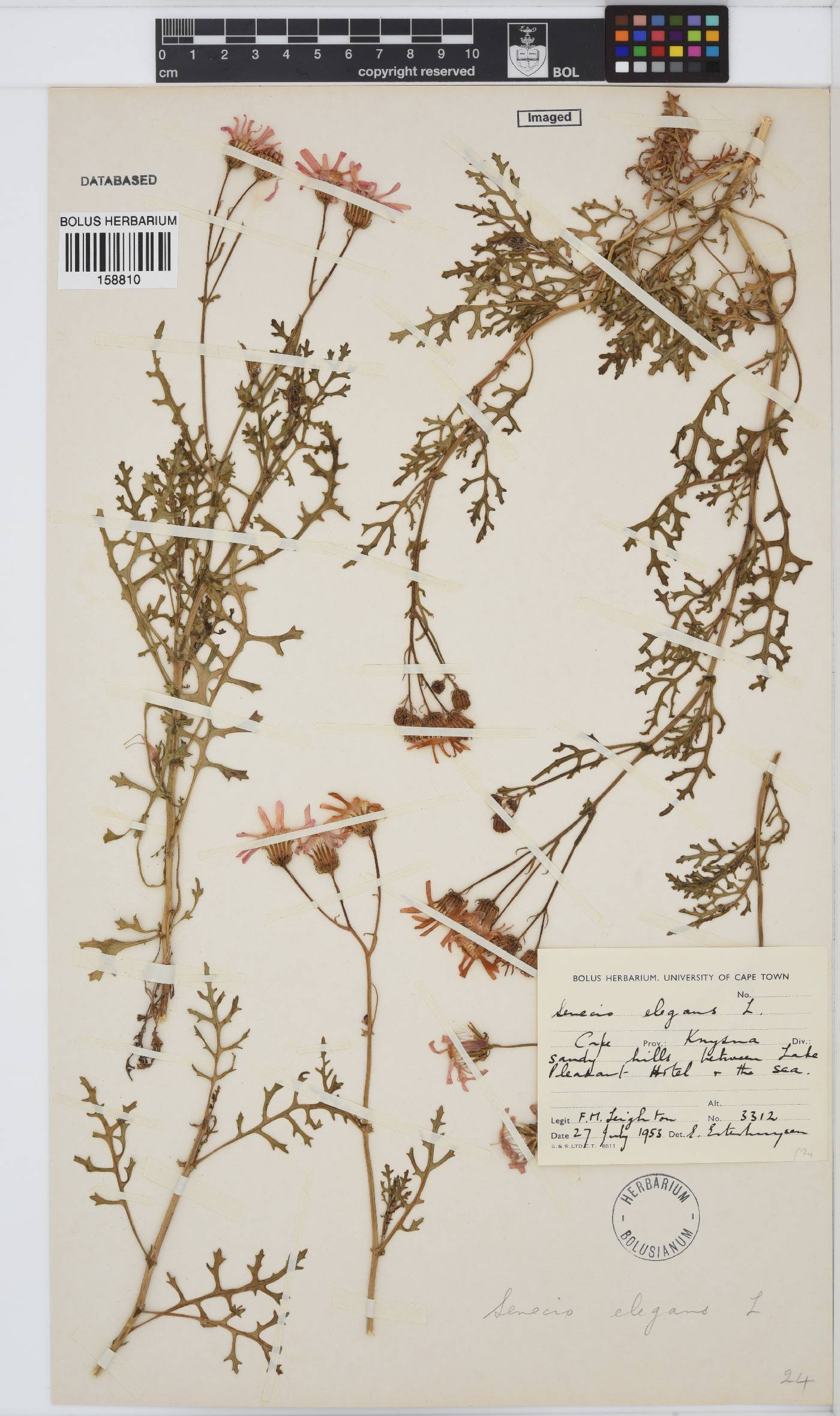 Senecio elegans image