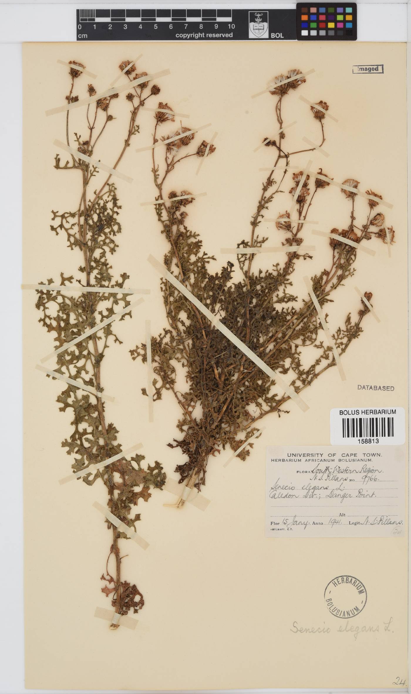 Senecio elegans image