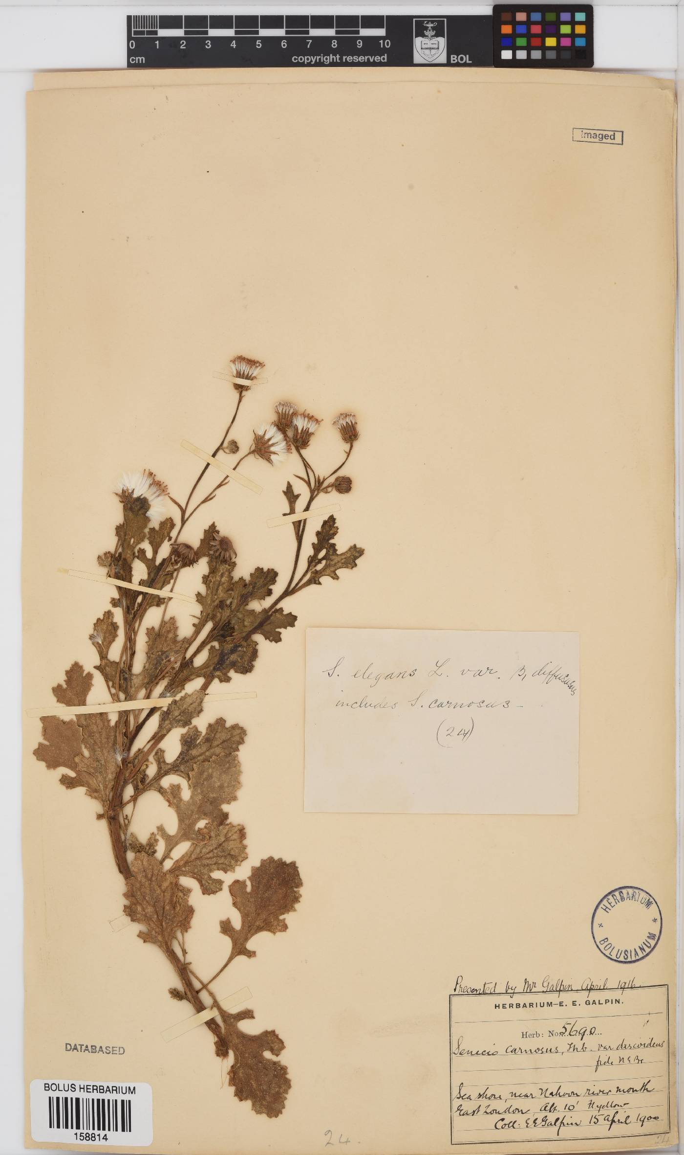 Senecio elegans image