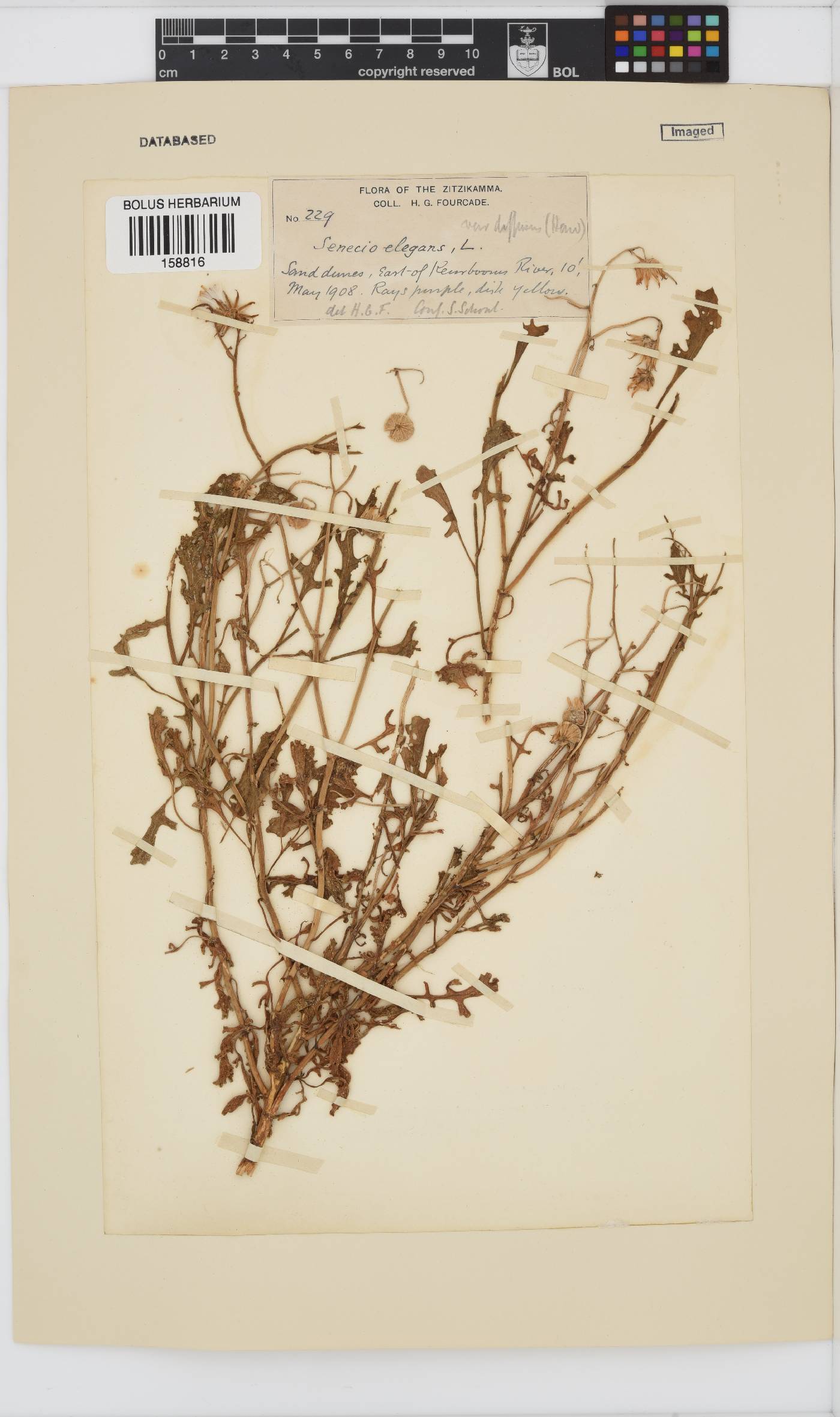 Senecio elegans image