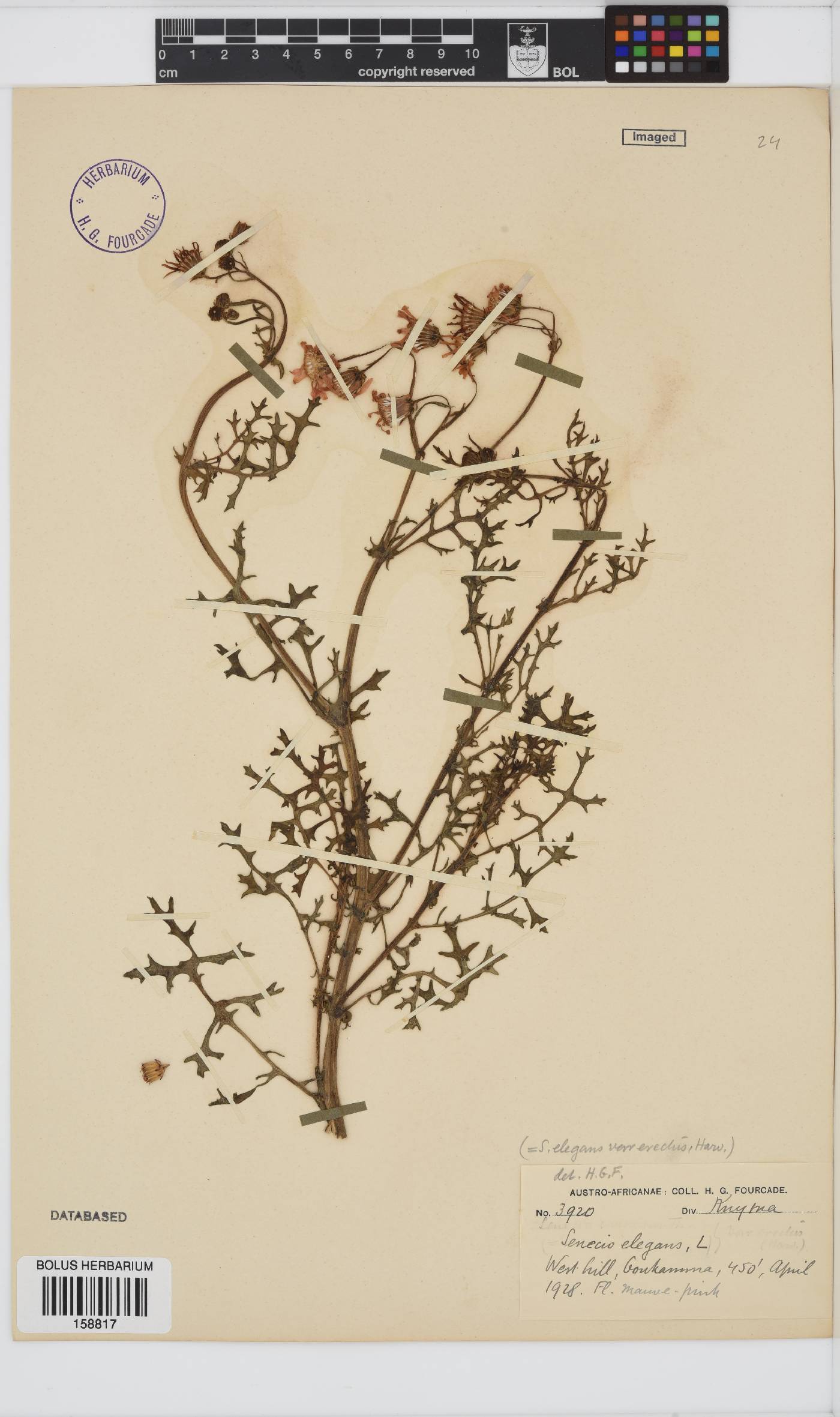 Senecio elegans image
