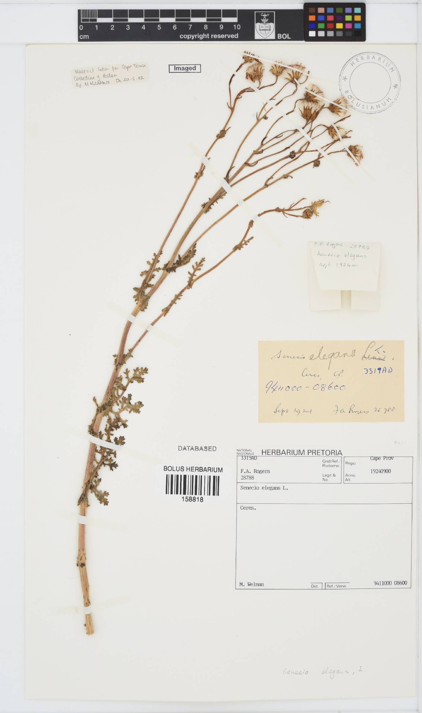 Senecio elegans image