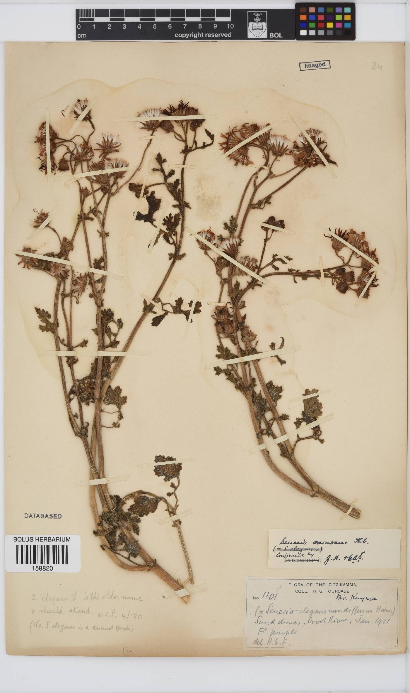 Senecio elegans image