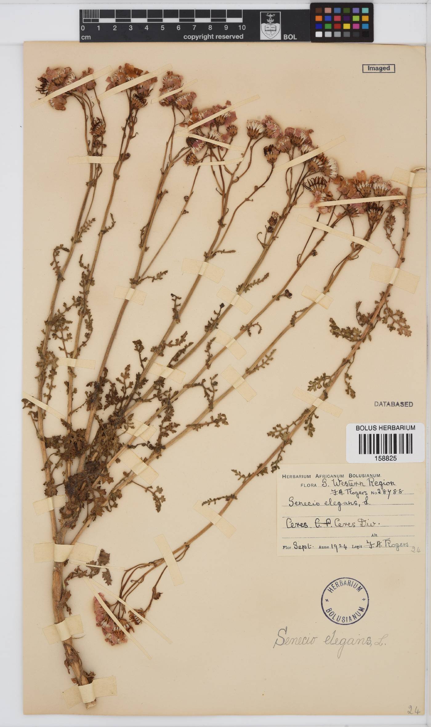 Senecio elegans image