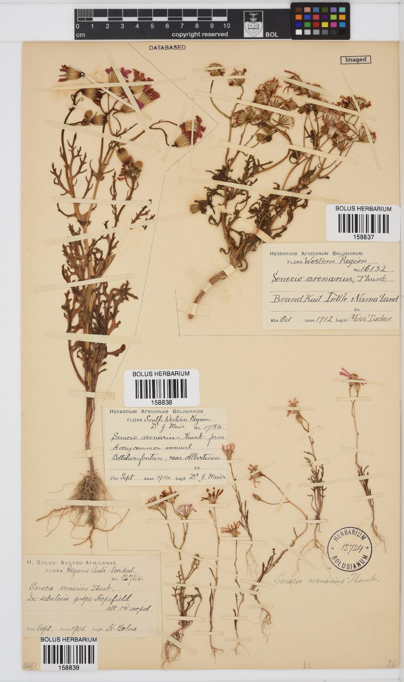 Senecio arenarius image