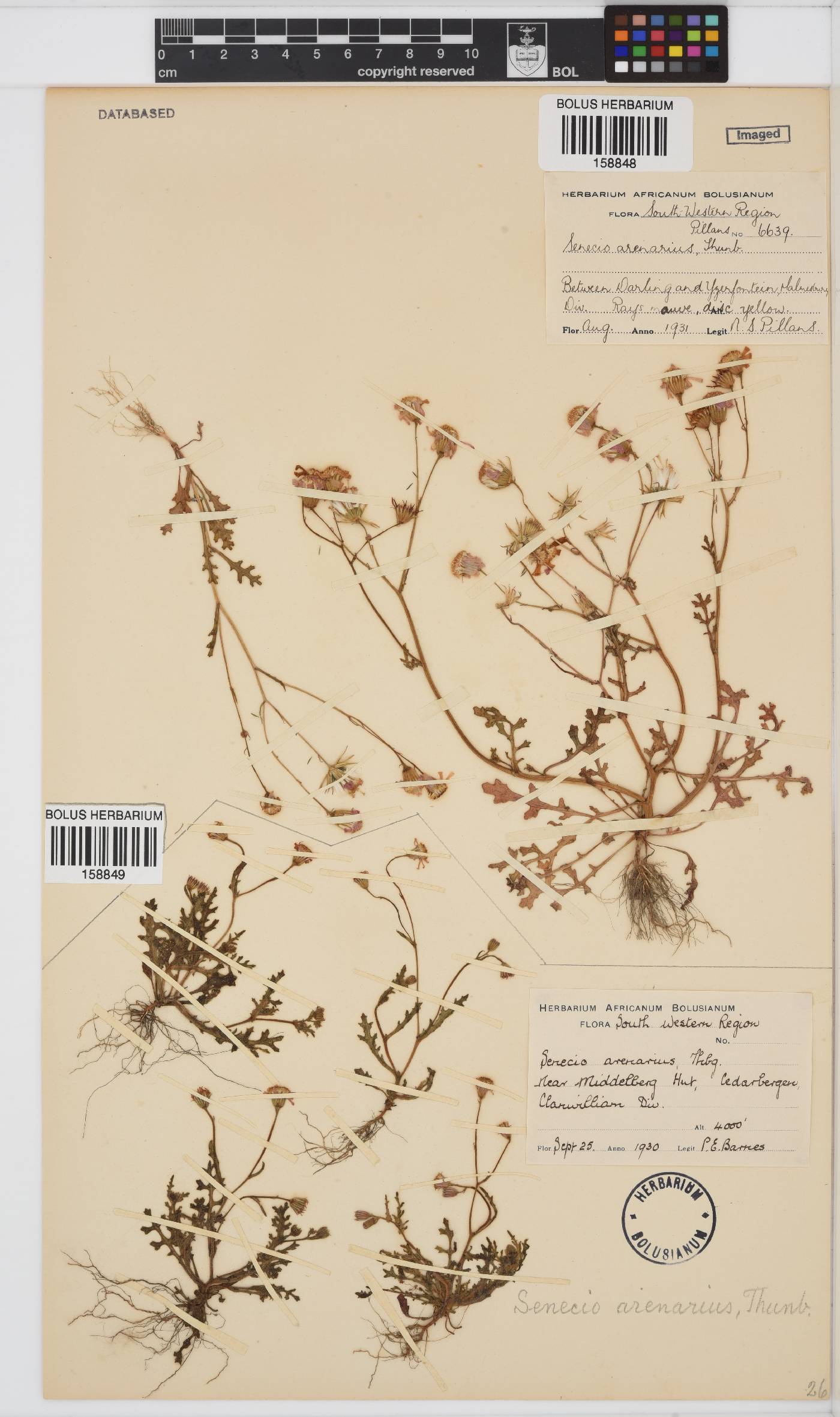 Senecio arenarius image