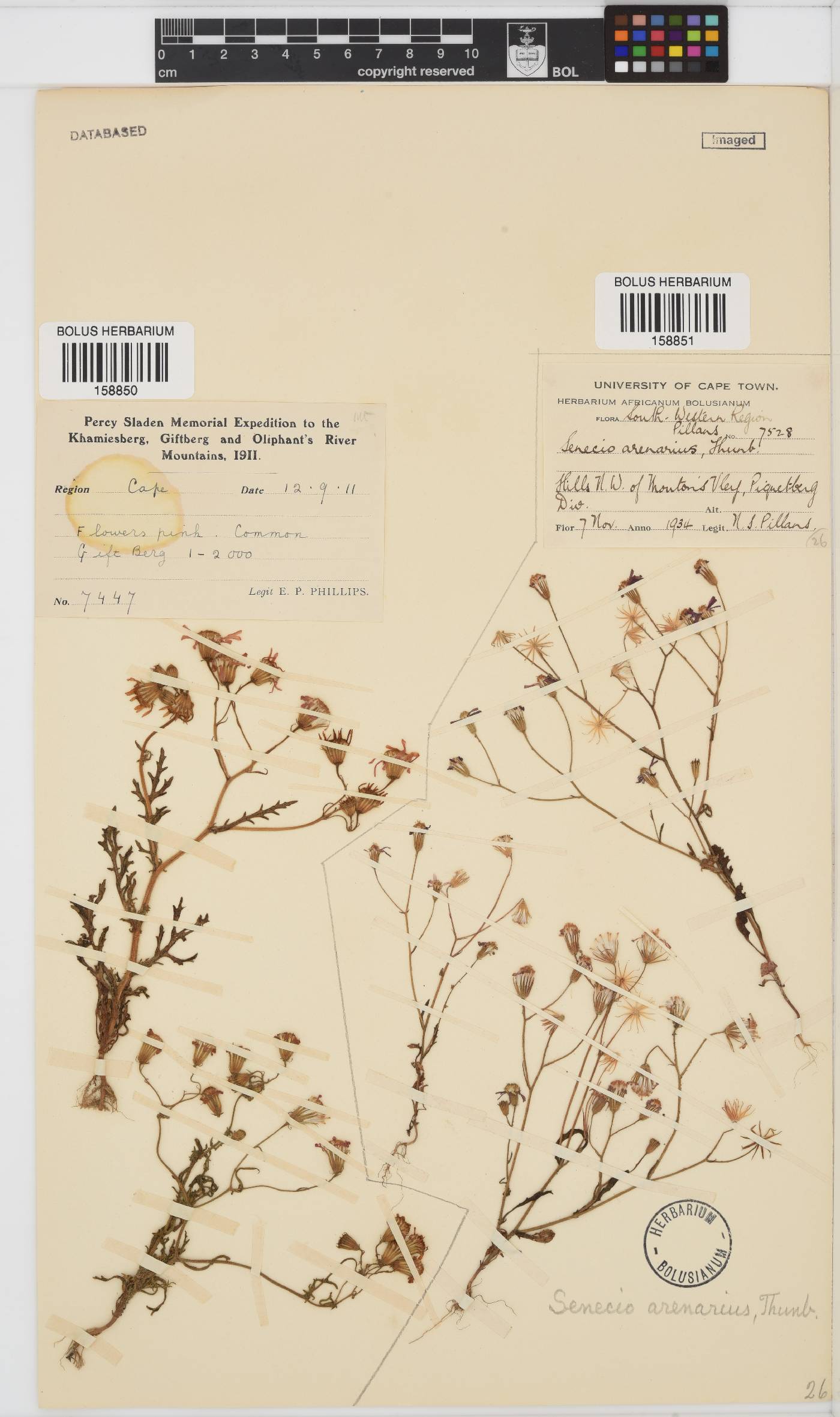 Senecio arenarius image