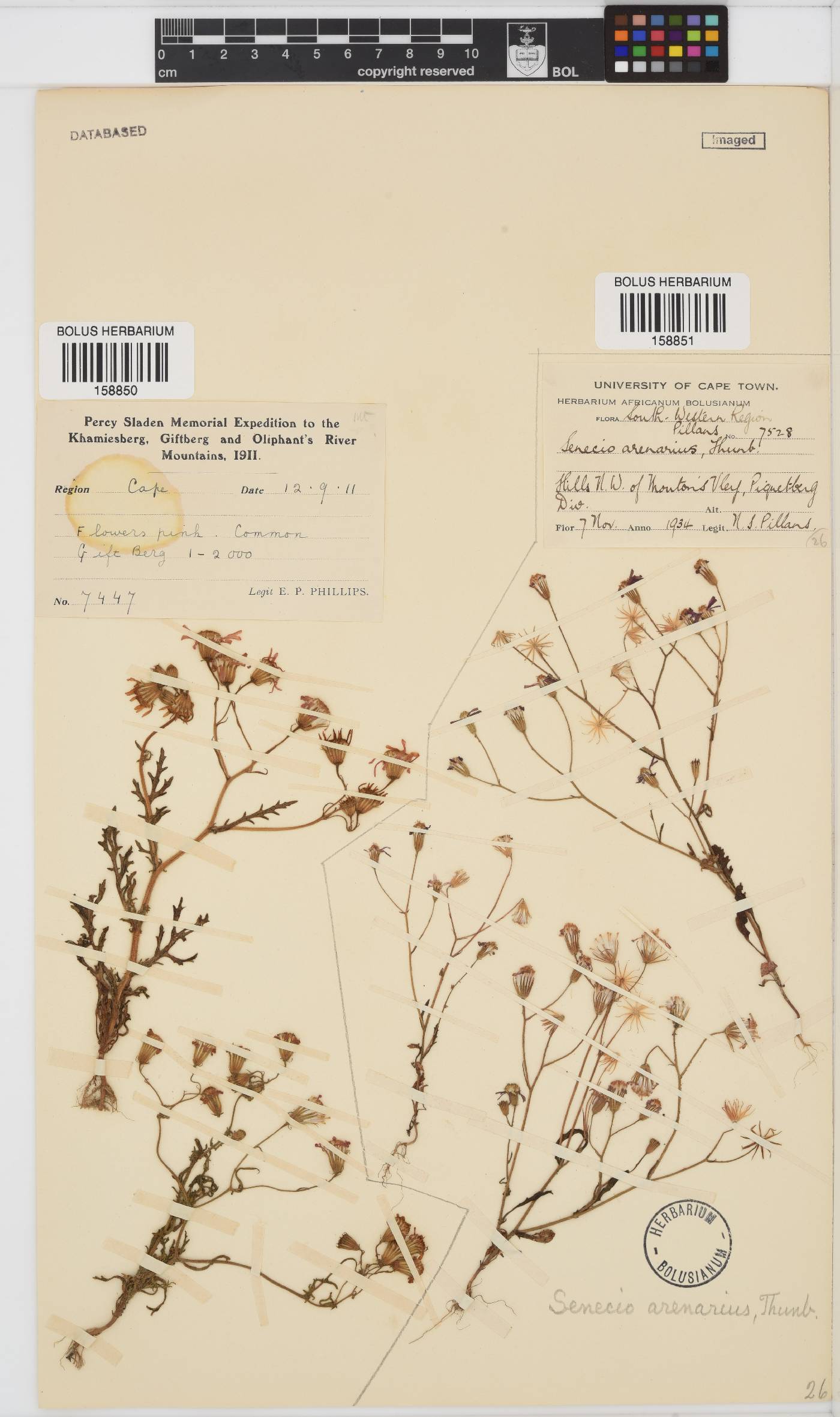 Senecio arenarius image
