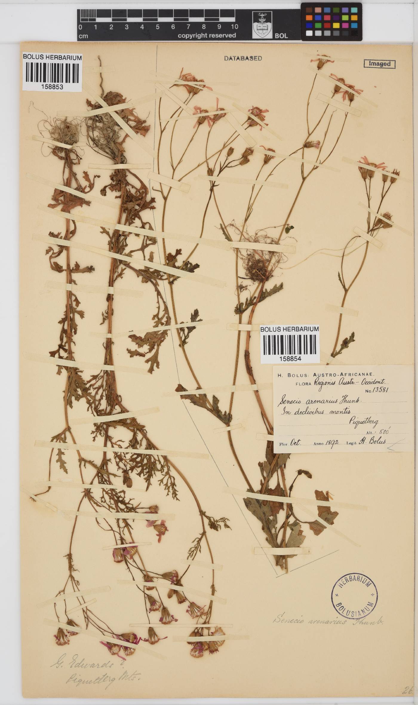 Senecio arenarius image