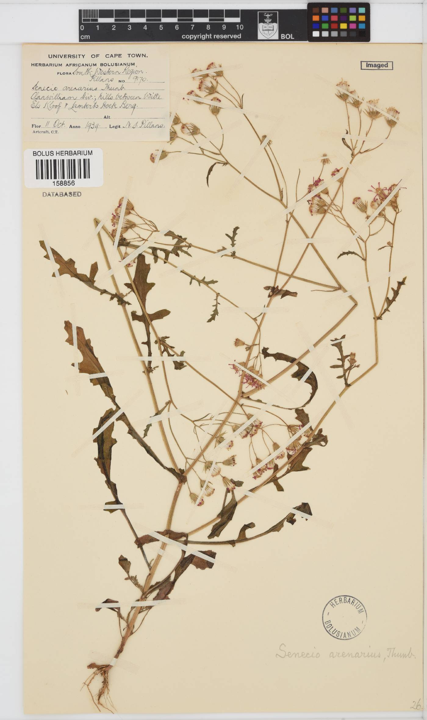 Senecio arenarius image