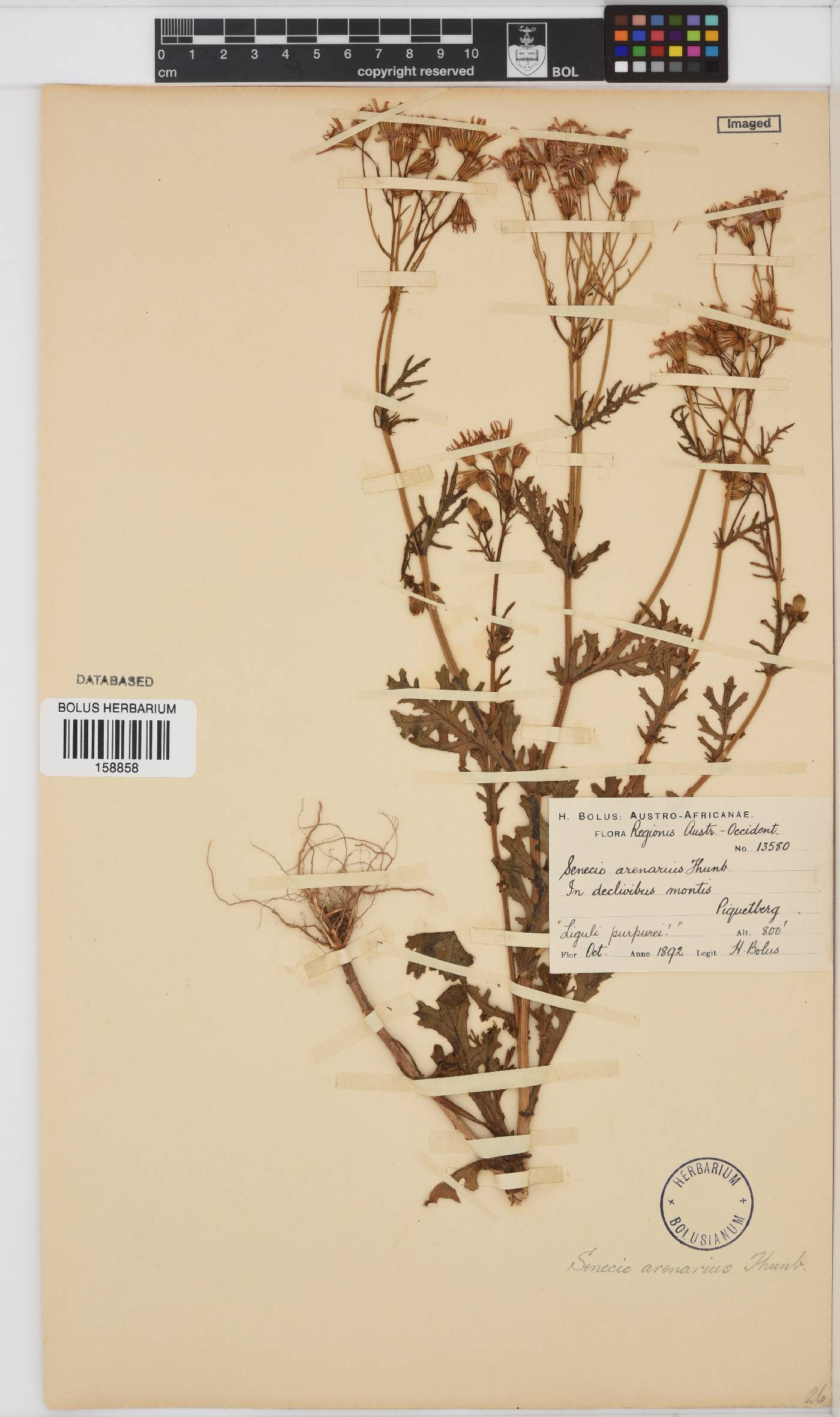 Senecio arenarius image