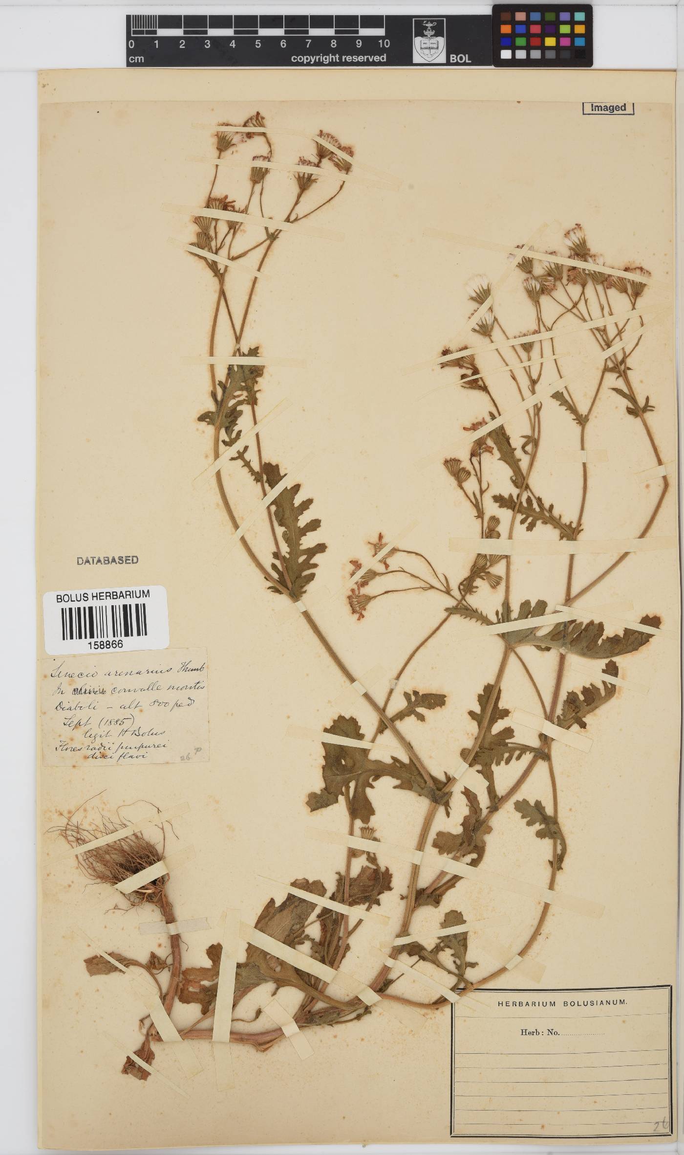 Senecio arenarius image