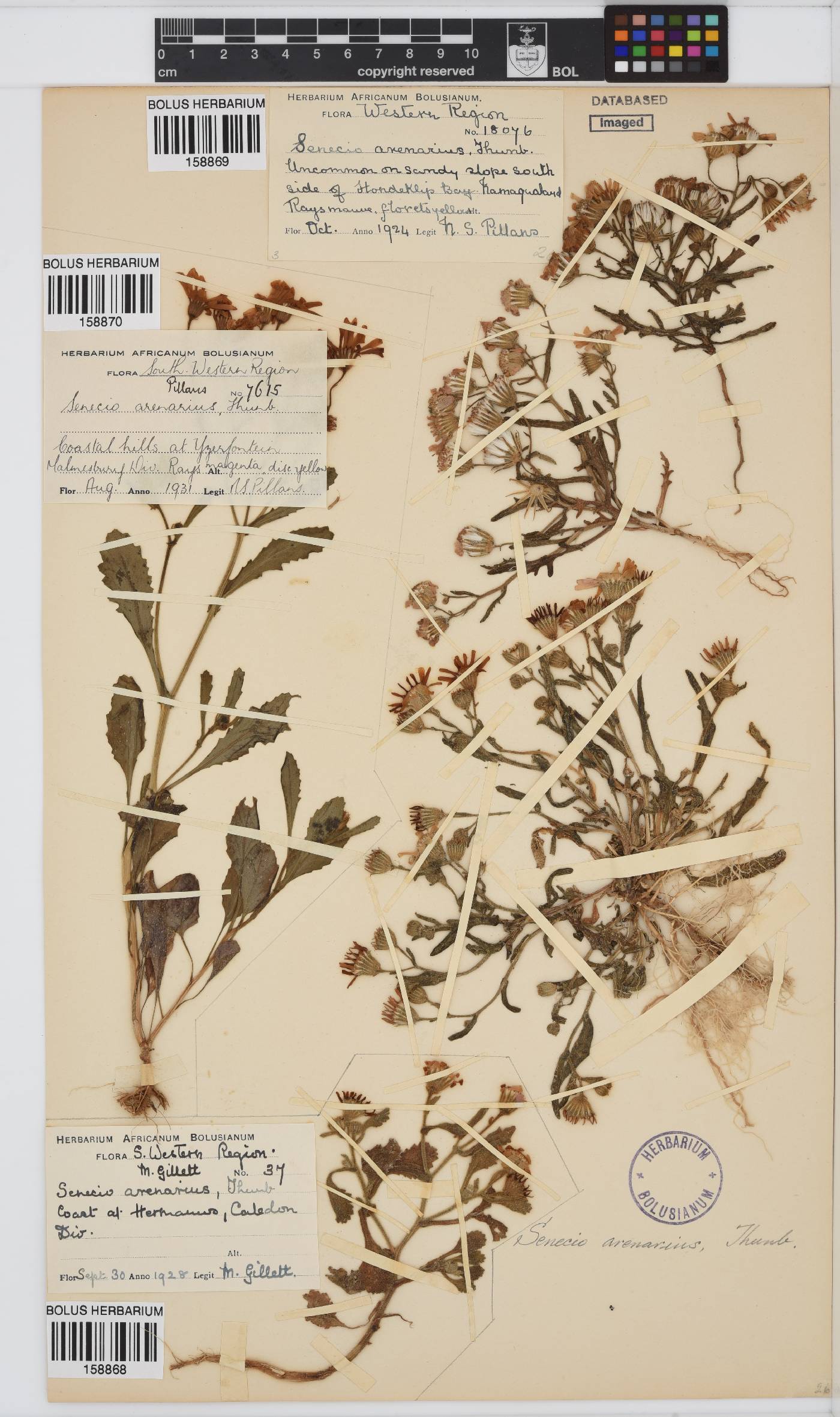 Senecio arenarius image