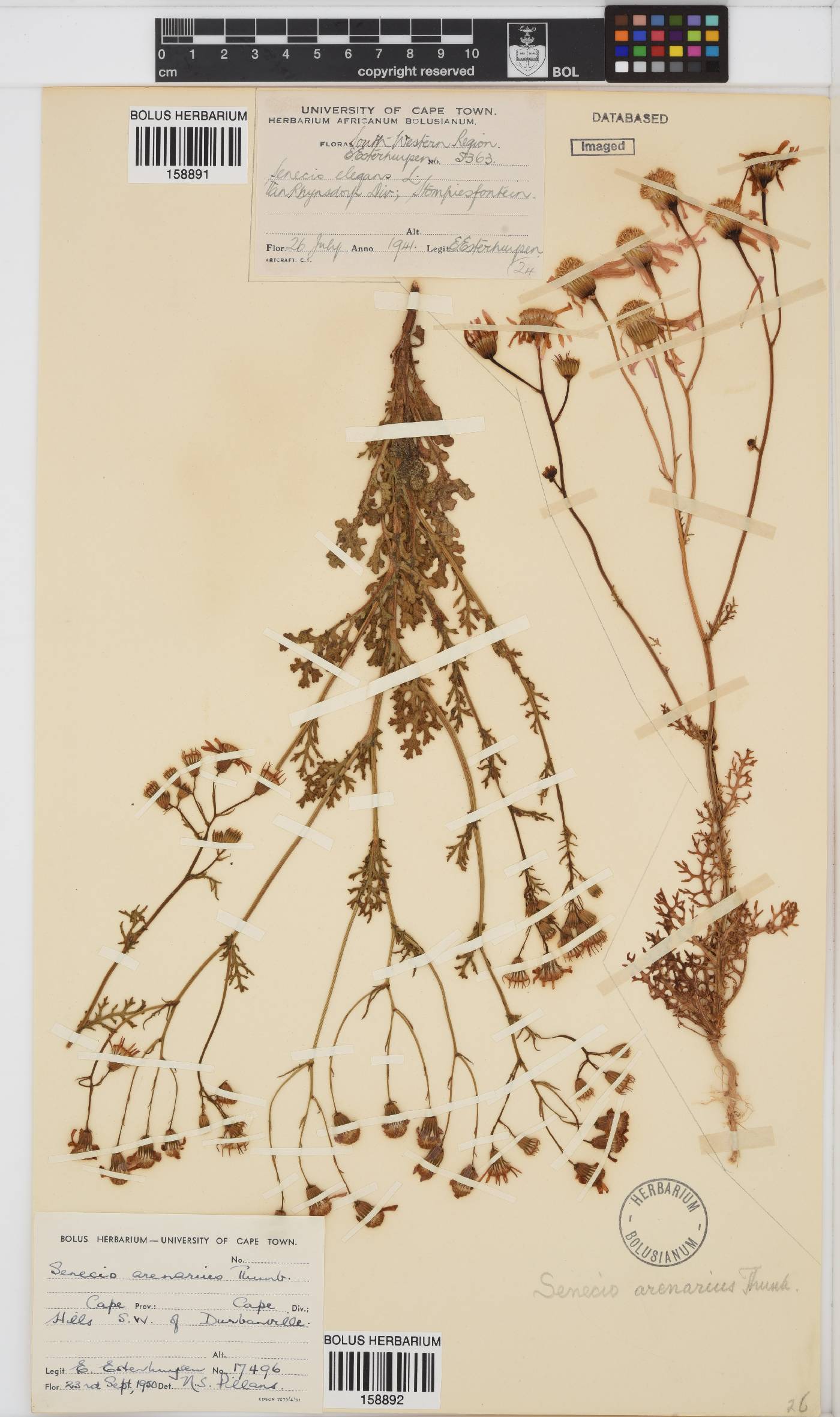 Senecio arenarius image