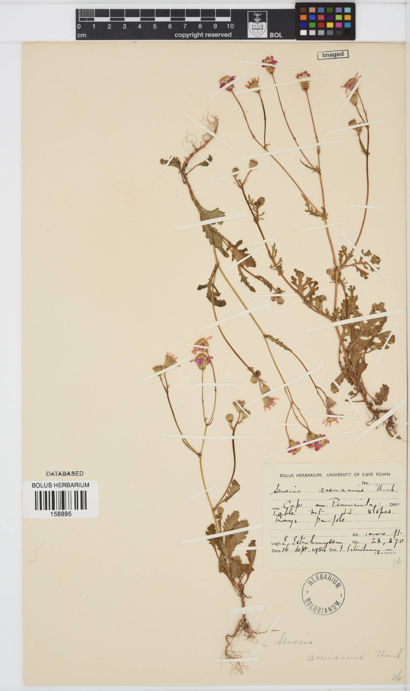Senecio arenarius image