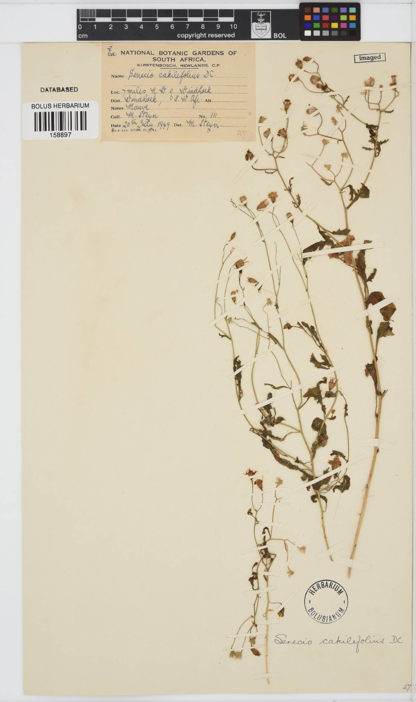 Senecio arenarius image