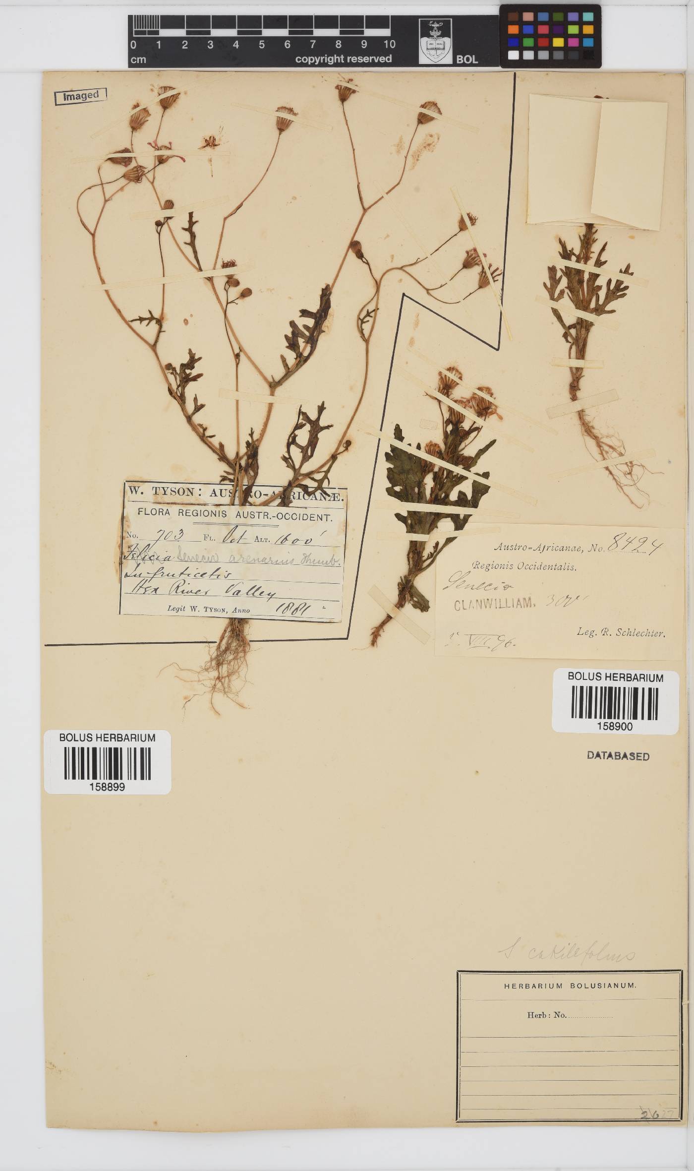 Senecio arenarius image