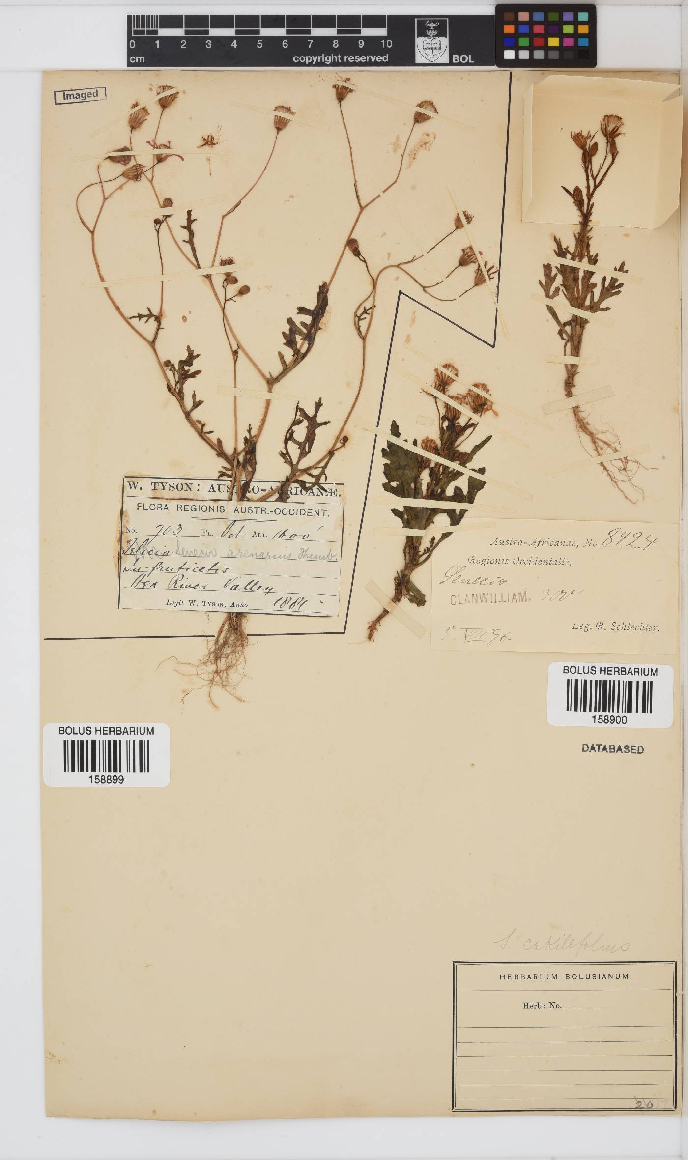 Senecio arenarius image