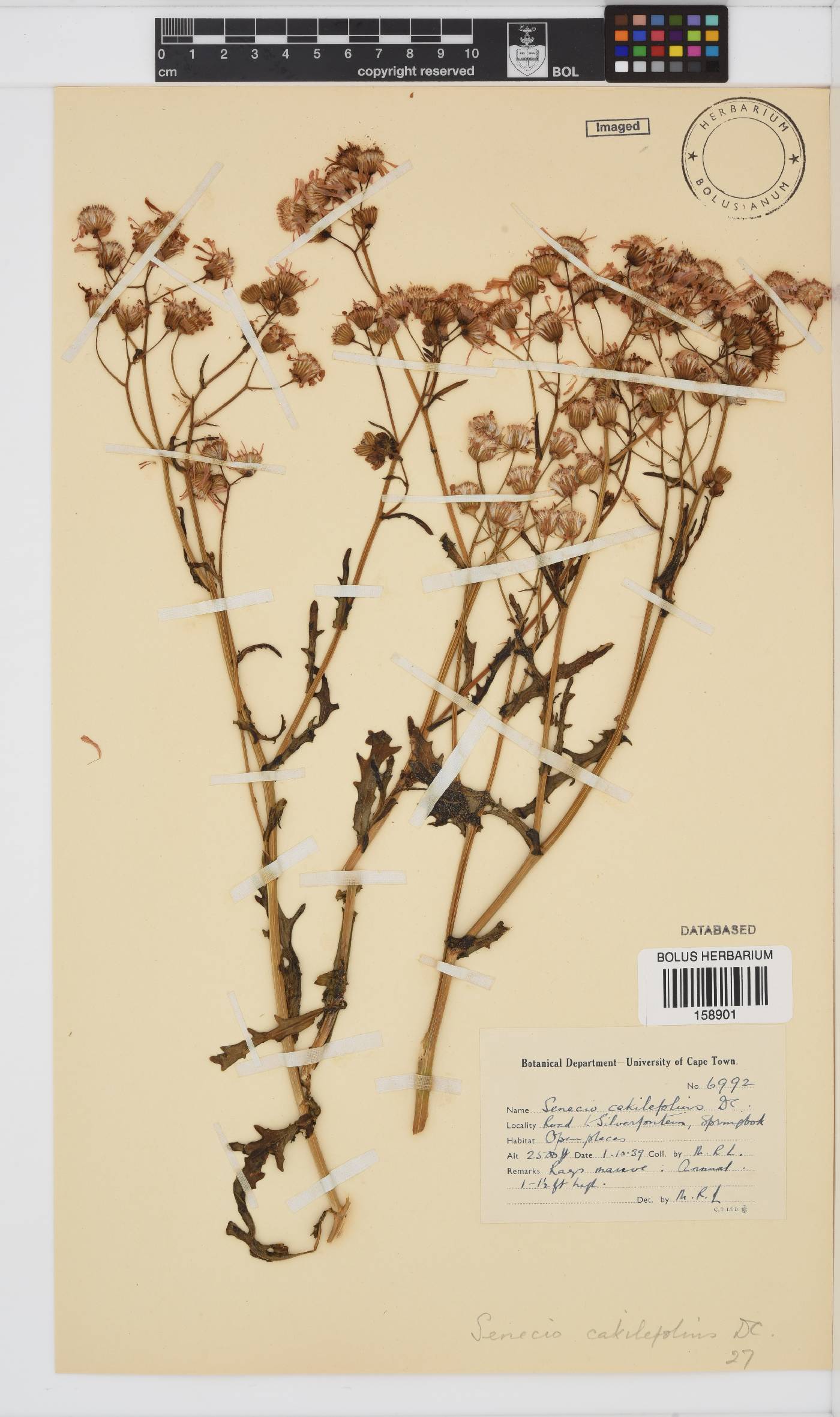 Senecio arenarius image