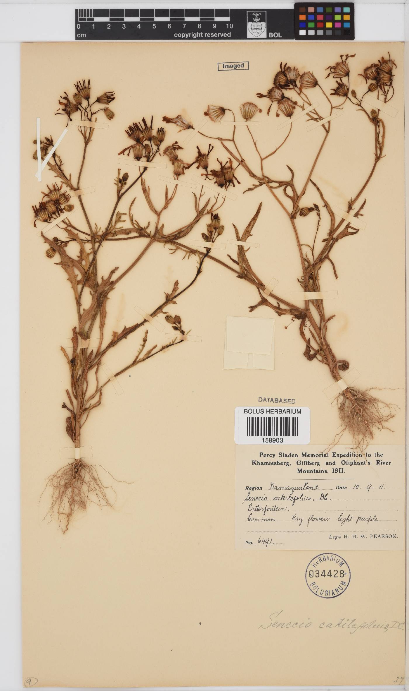 Senecio arenarius image