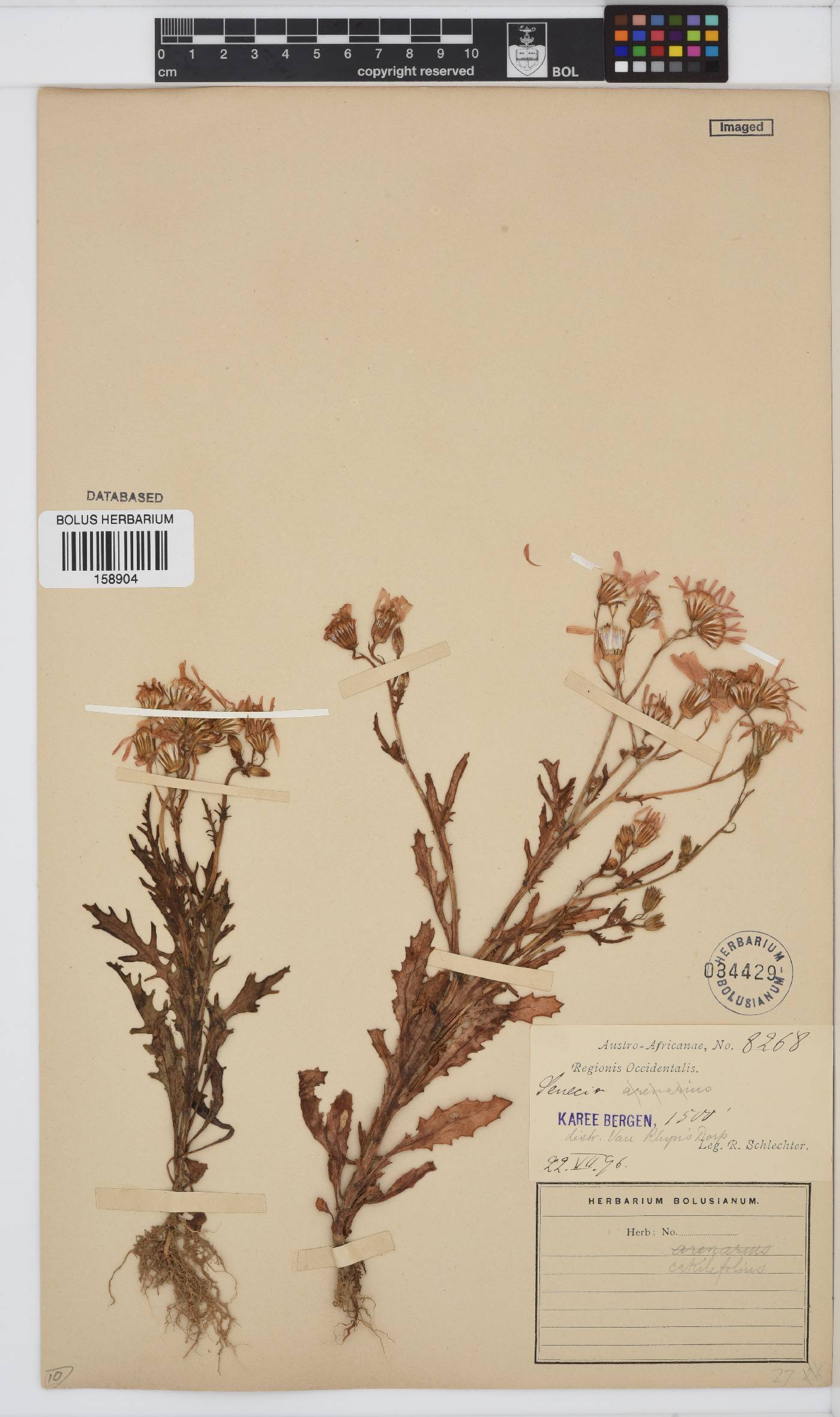 Senecio arenarius image
