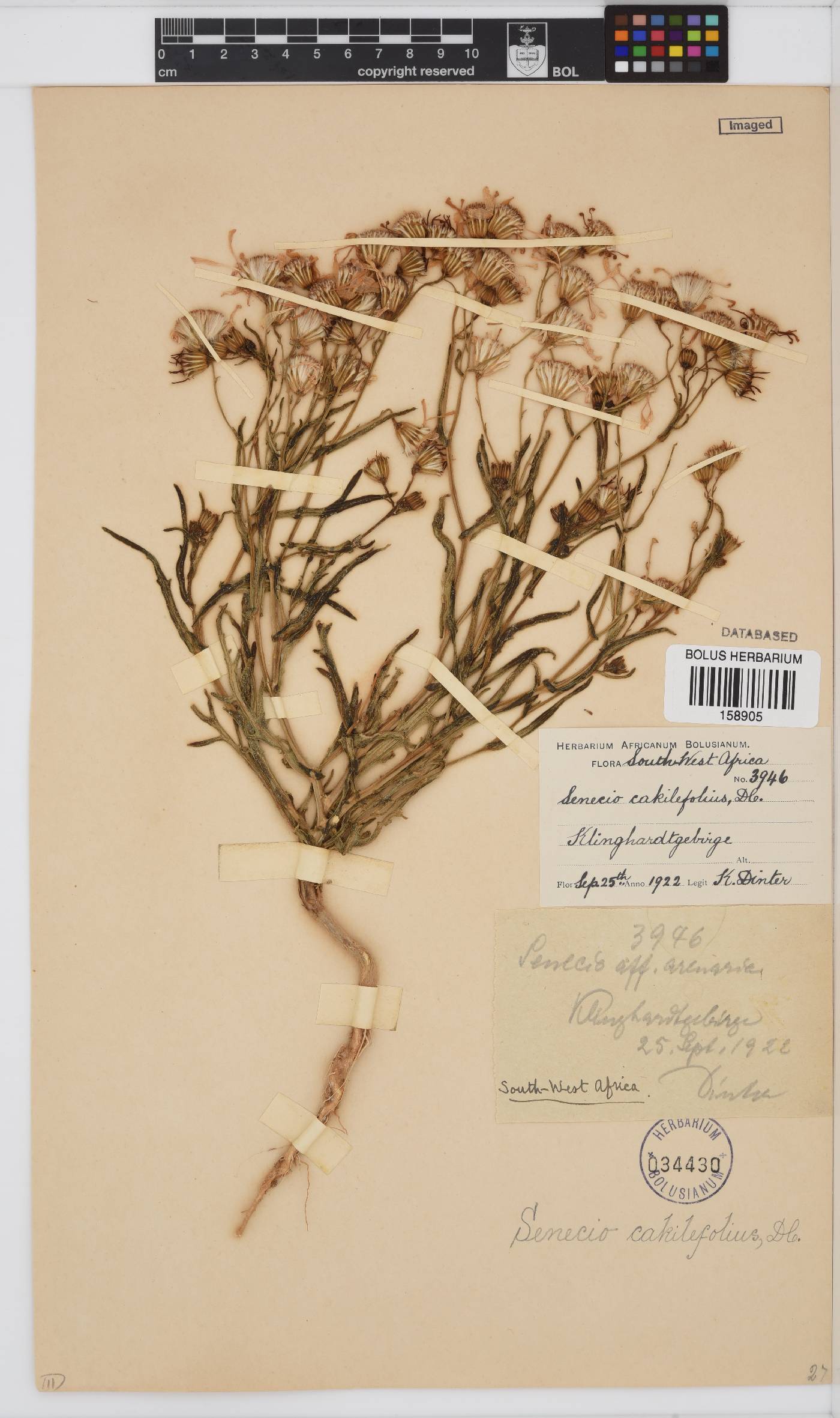 Senecio arenarius image