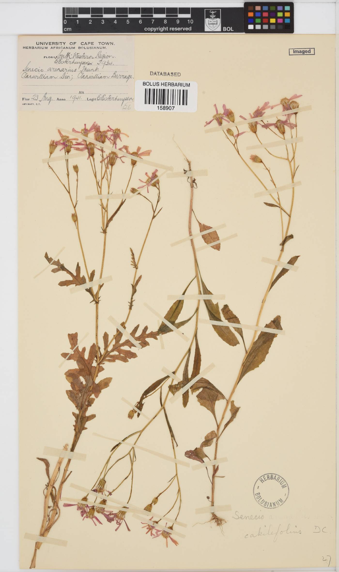 Senecio arenarius image