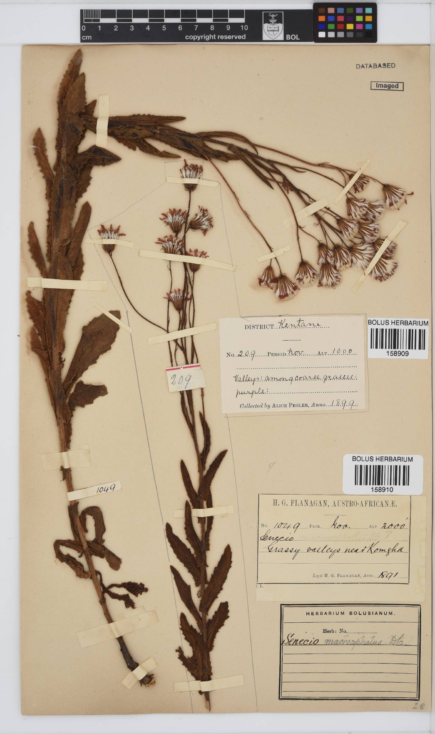 Senecio macrocephalus image