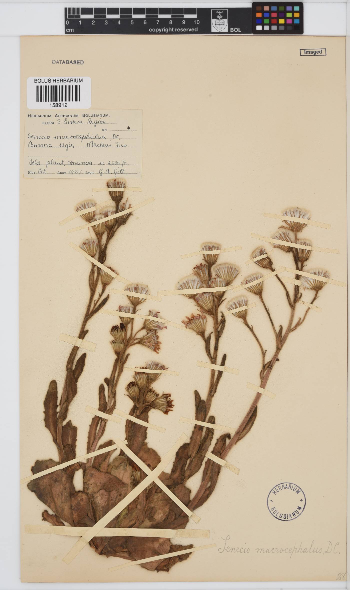 Senecio macrocephalus image