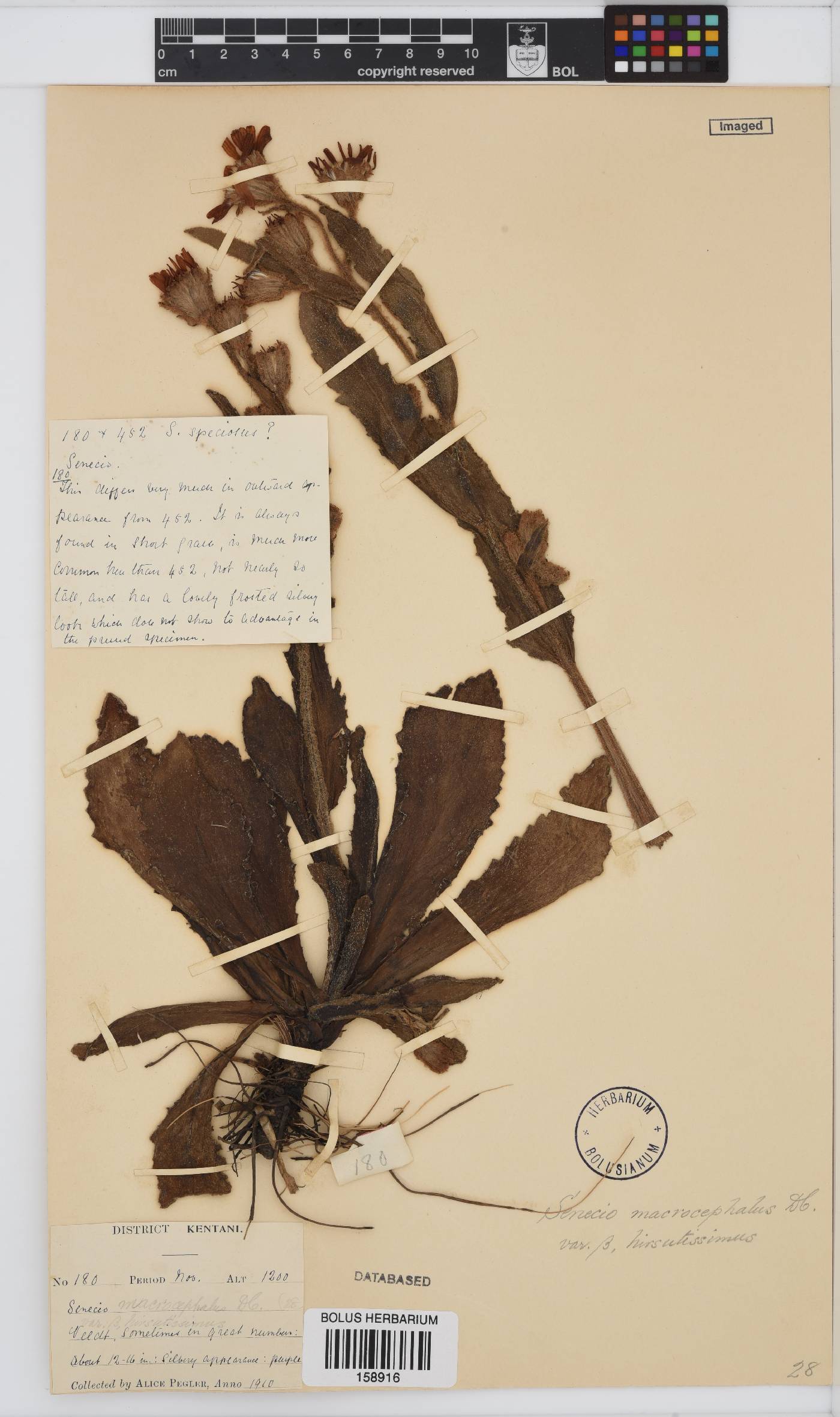 Senecio macrocephalus image