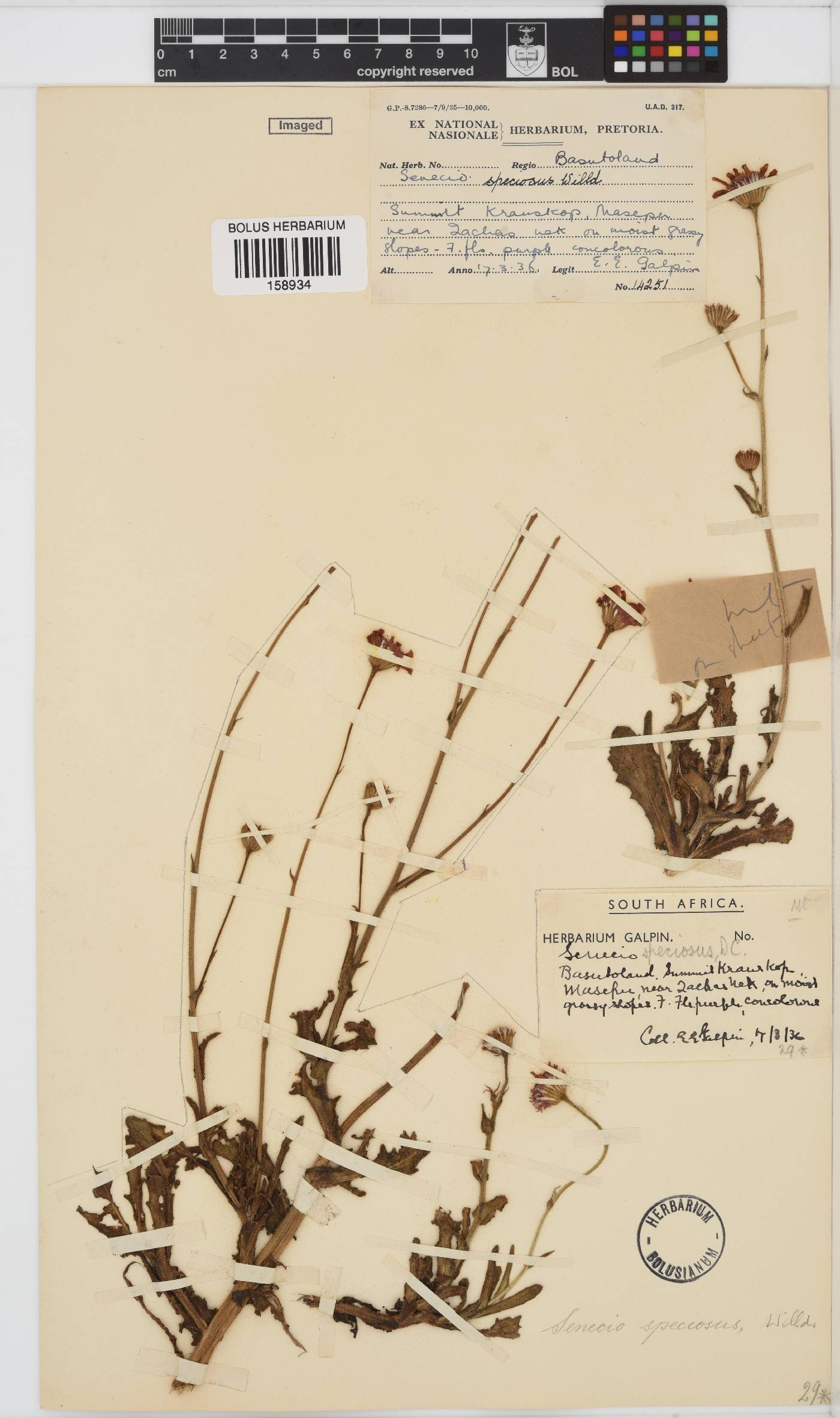 Senecio speciosus image
