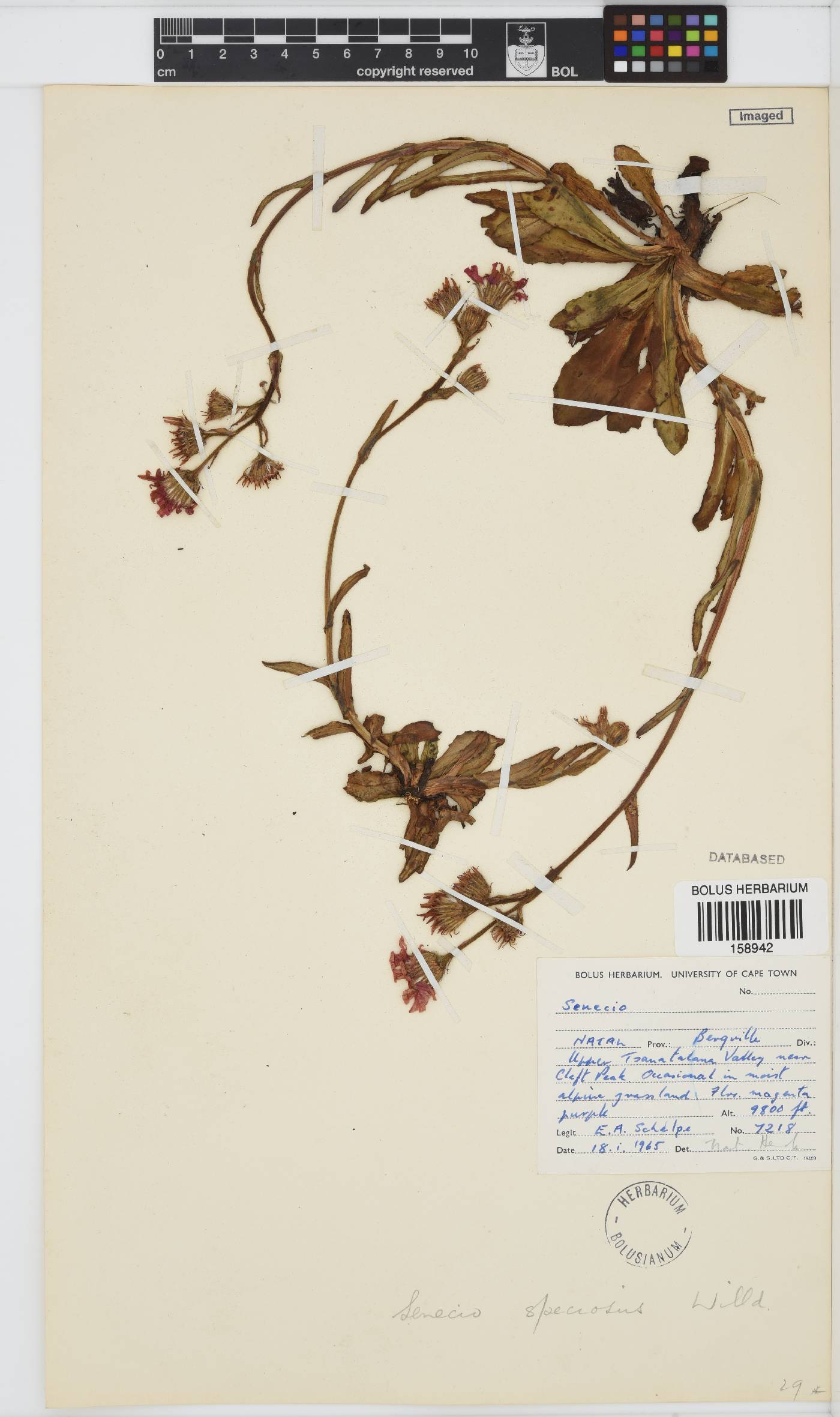 Senecio speciosus image