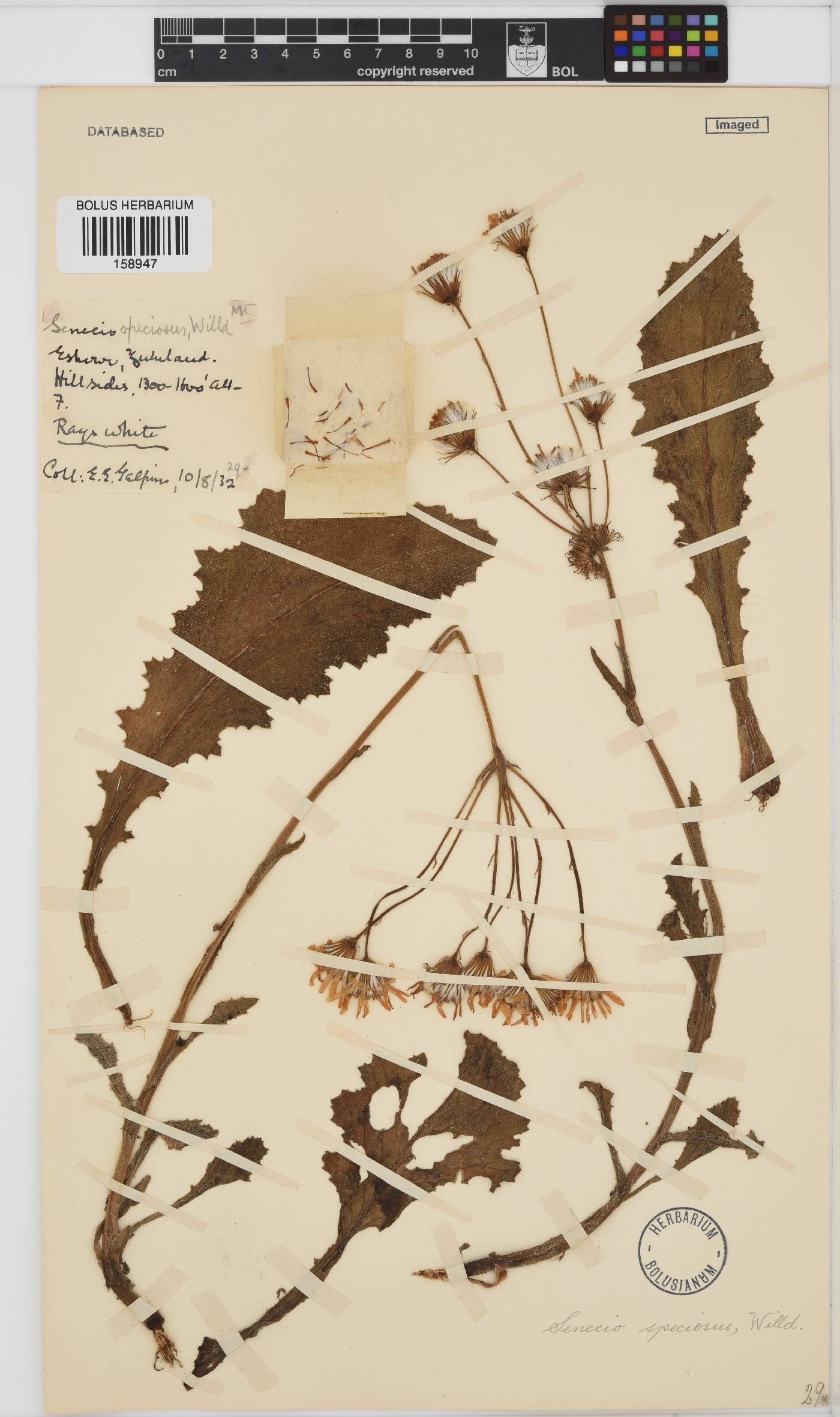 Senecio speciosus image