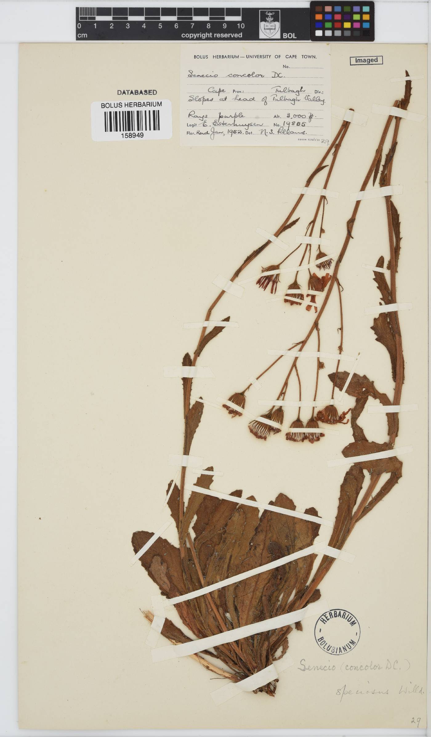 Senecio speciosus image