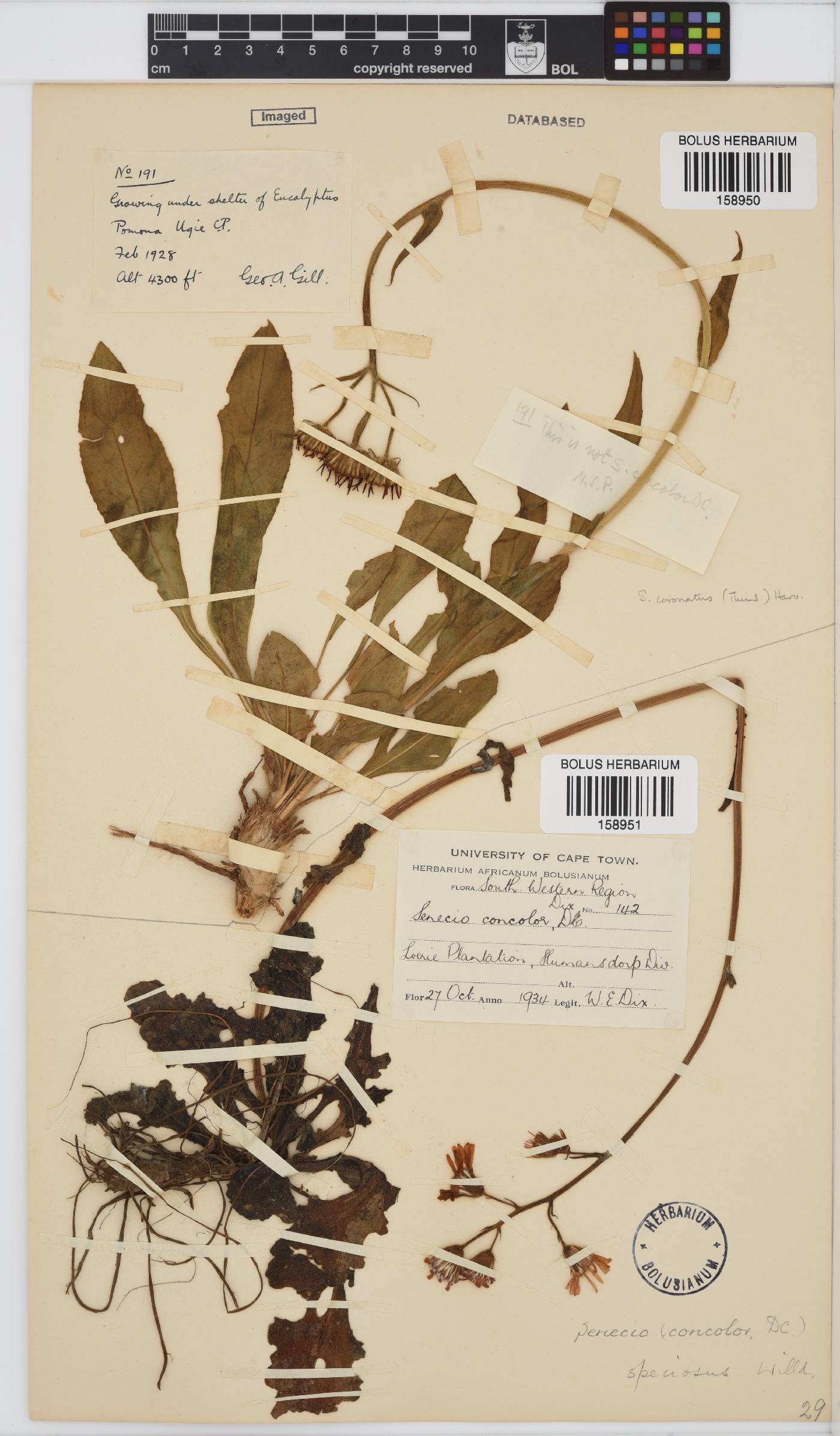 Senecio speciosus image