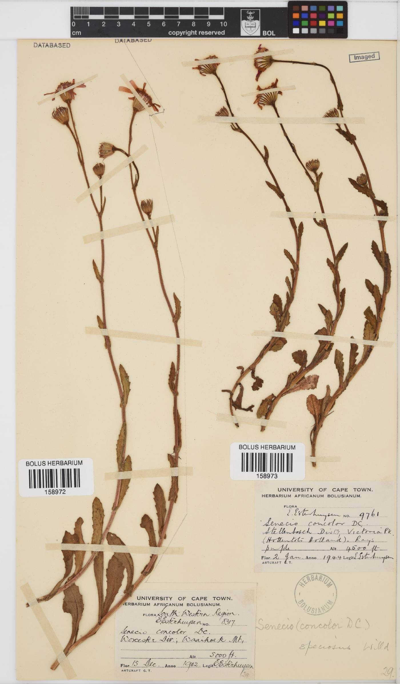 Senecio speciosus image