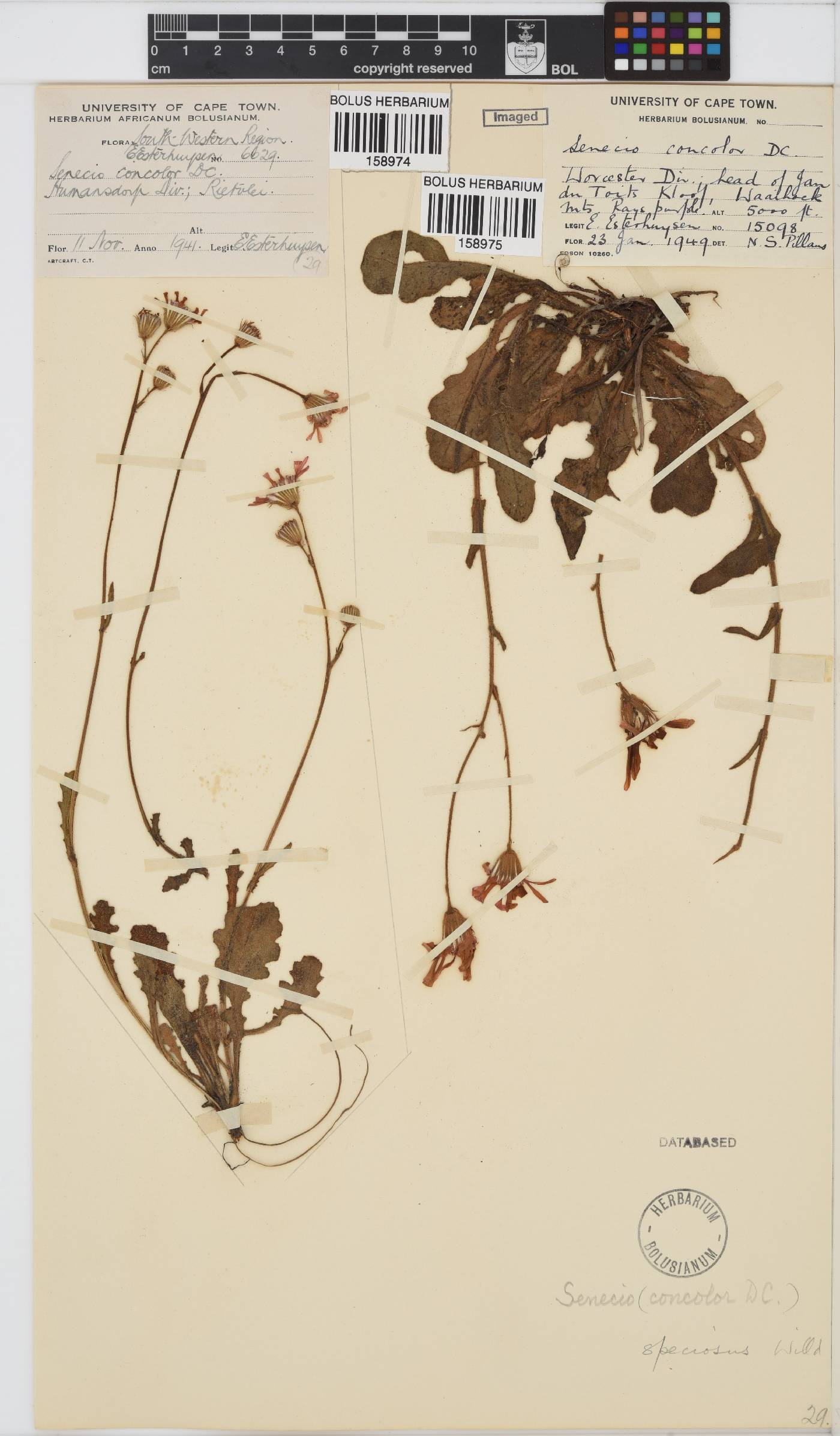 Senecio speciosus image