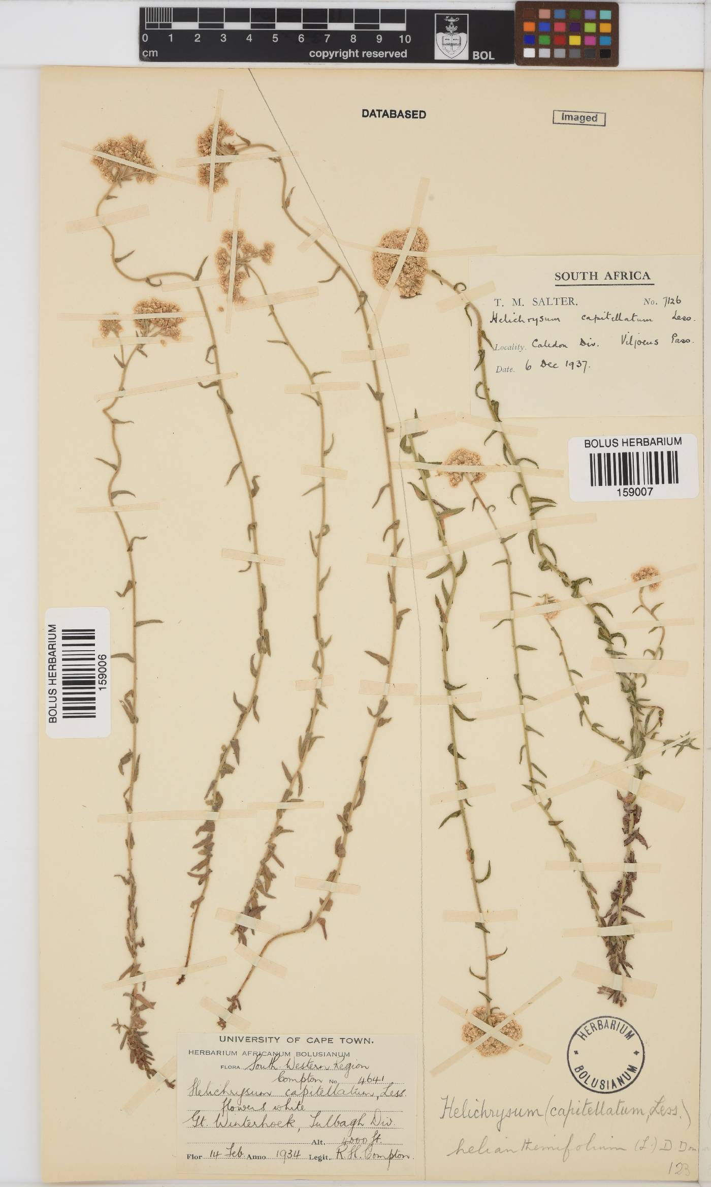 Helichrysum helianthemifolium image