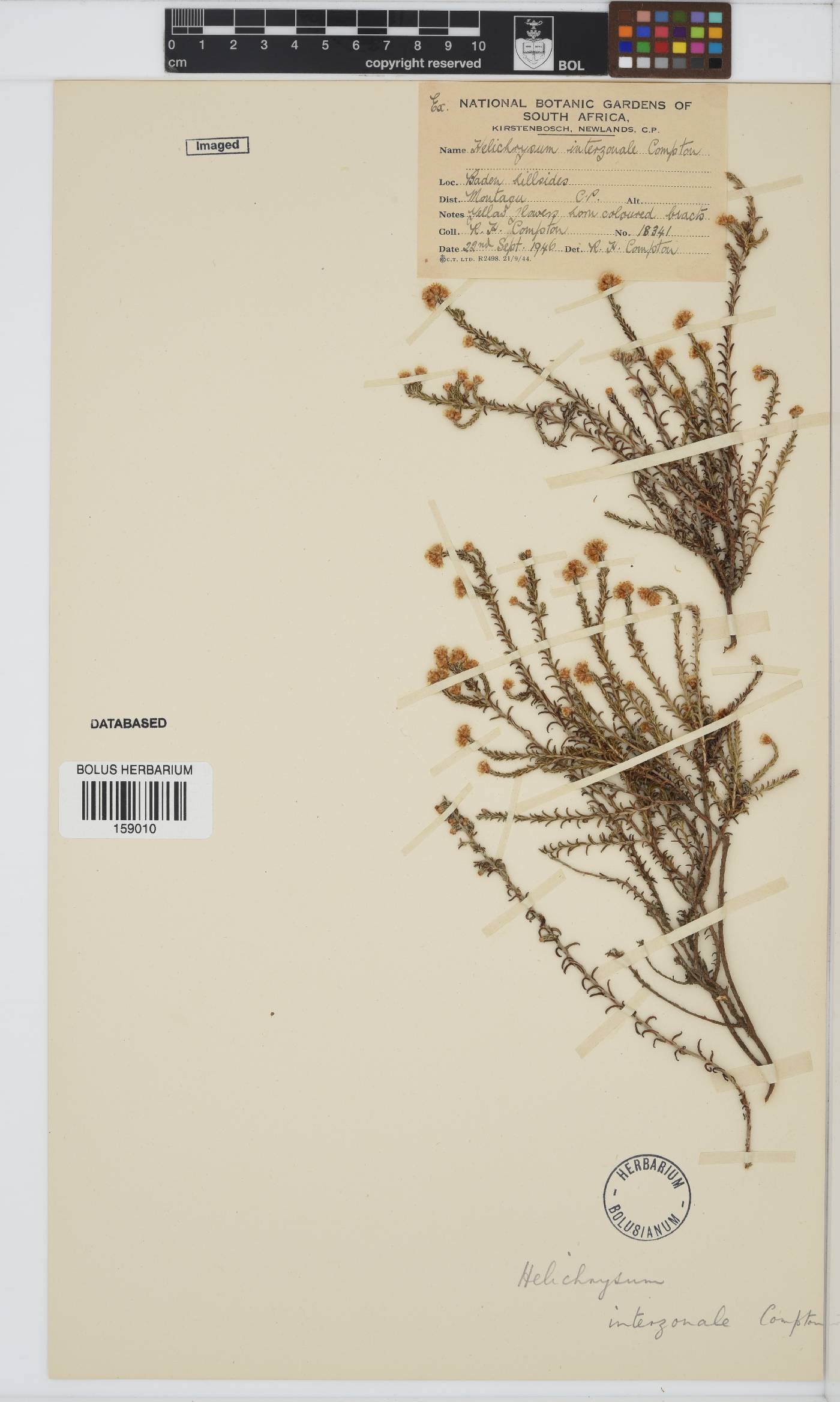 Helichrysum interzonale image