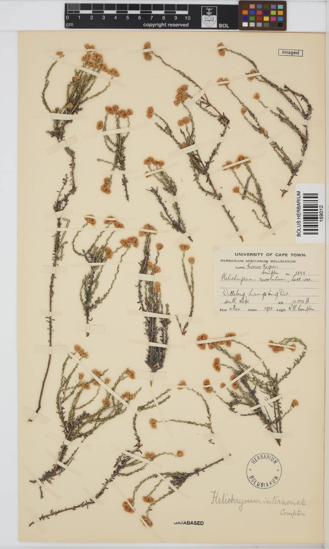 Helichrysum interzonale image